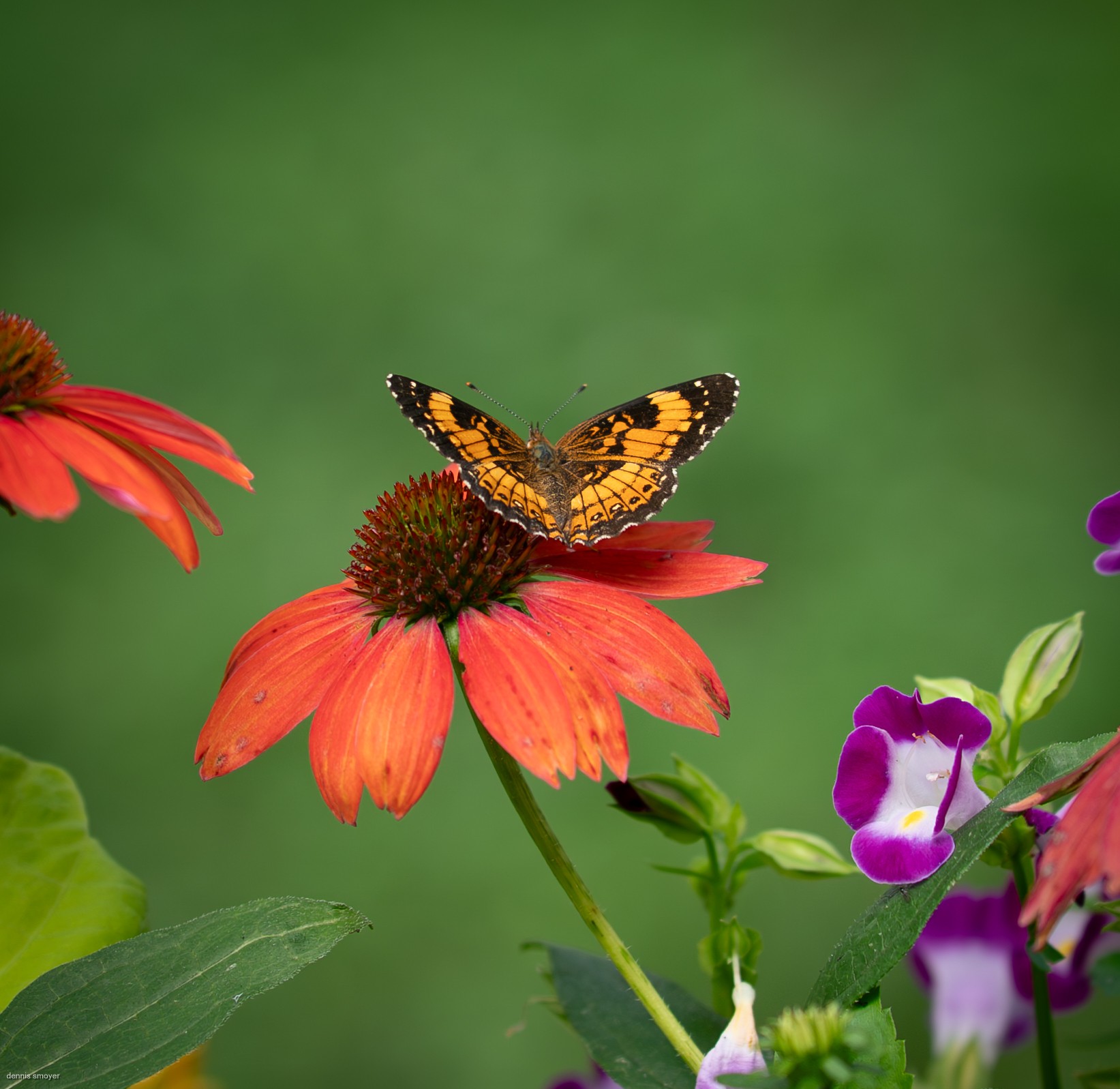 Silvery Checkerspot (Chlosyne nycteis)