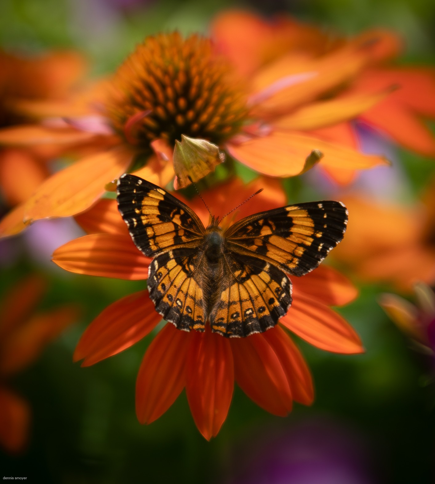 Silvery Checkerspot