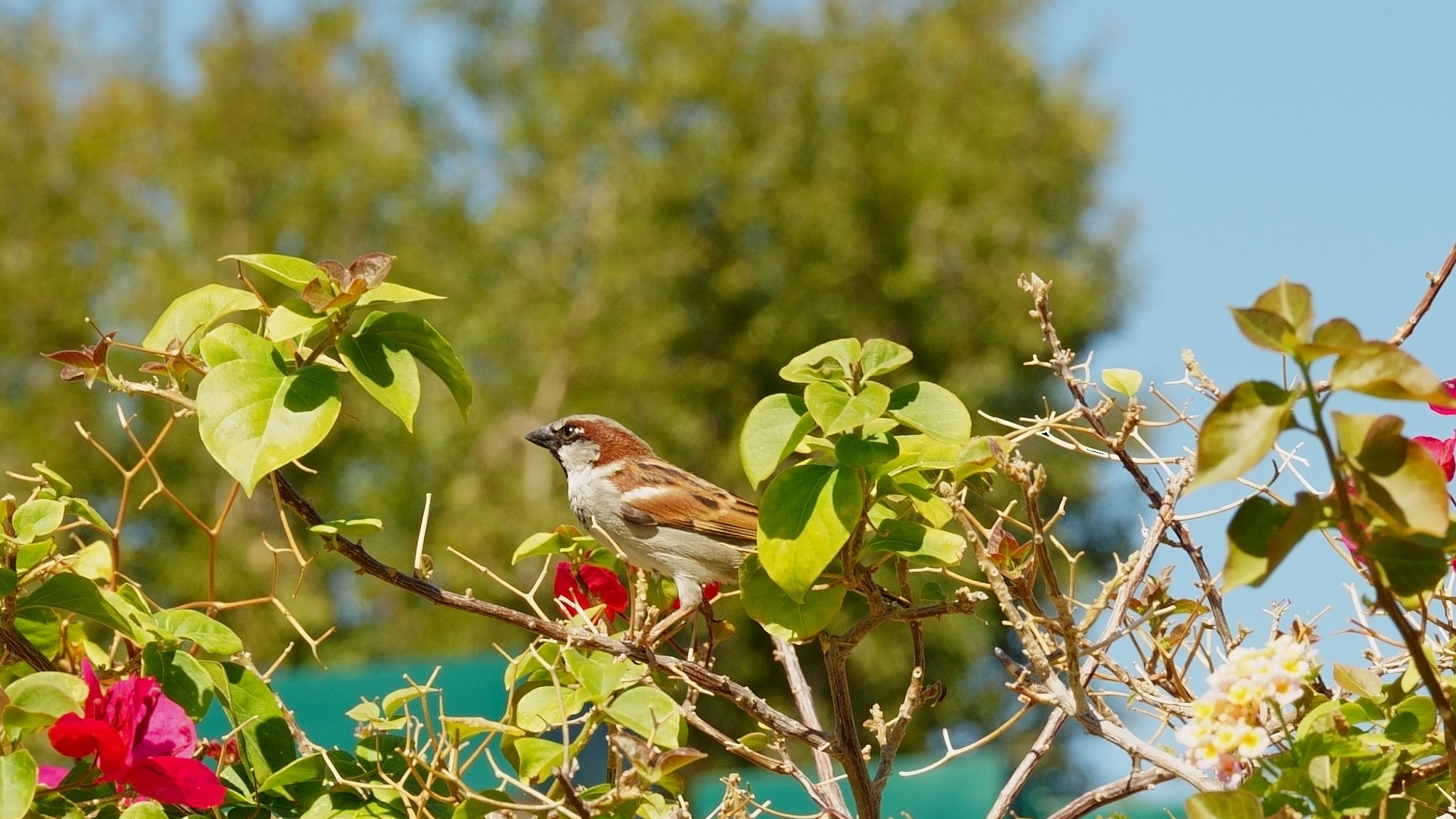 Singing Wren2.JPG