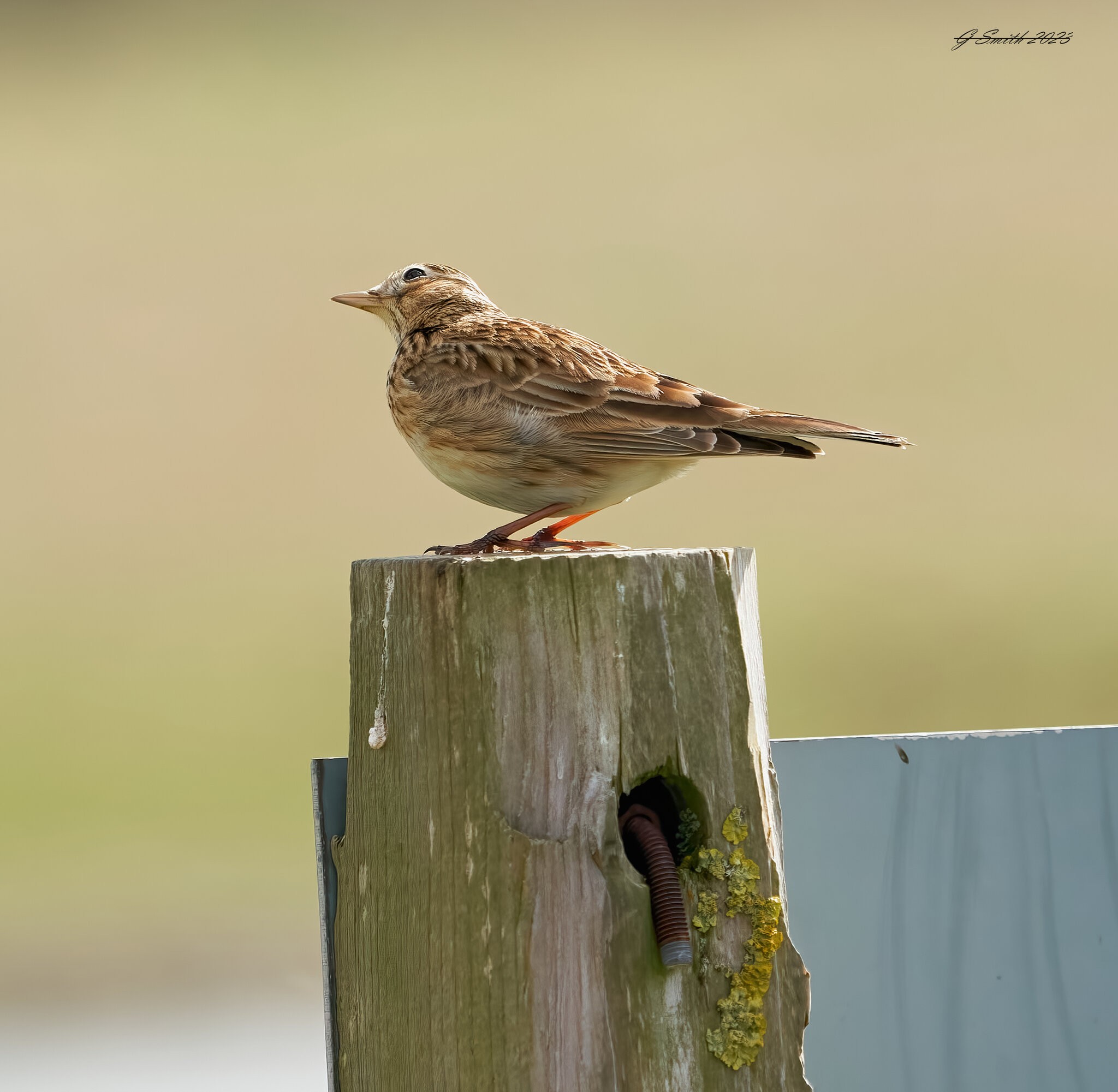 skylark 2023 10.jpg