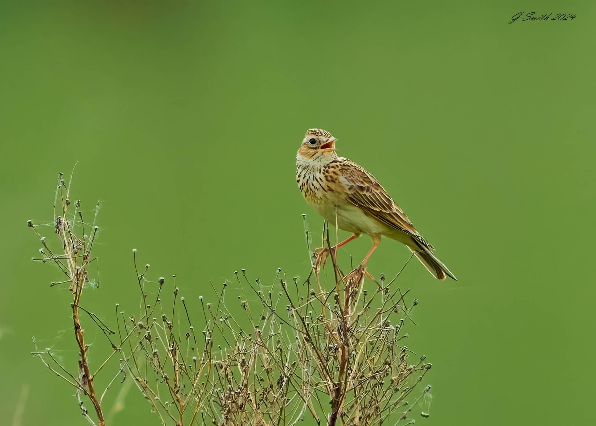 skylark 2024 16.jpg