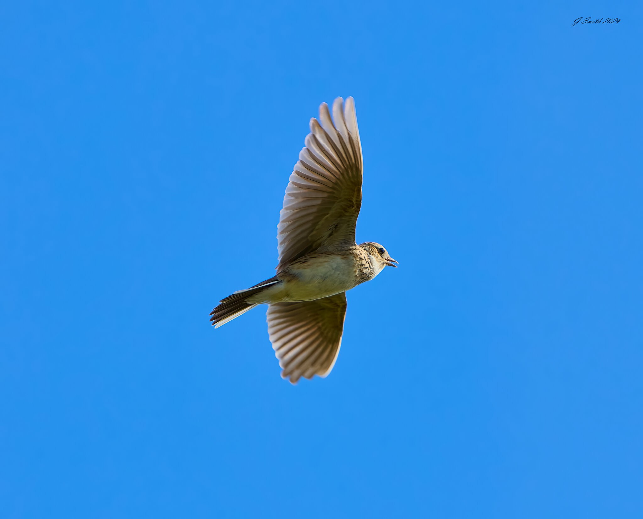skylark 2024 9.jpg