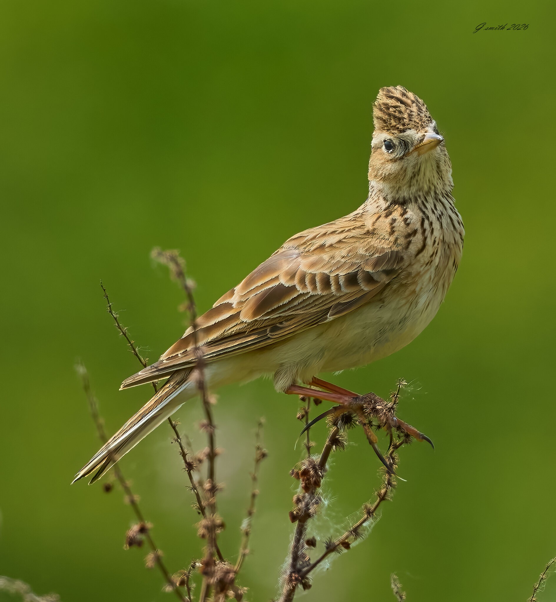 skylark 2026 18.jpg