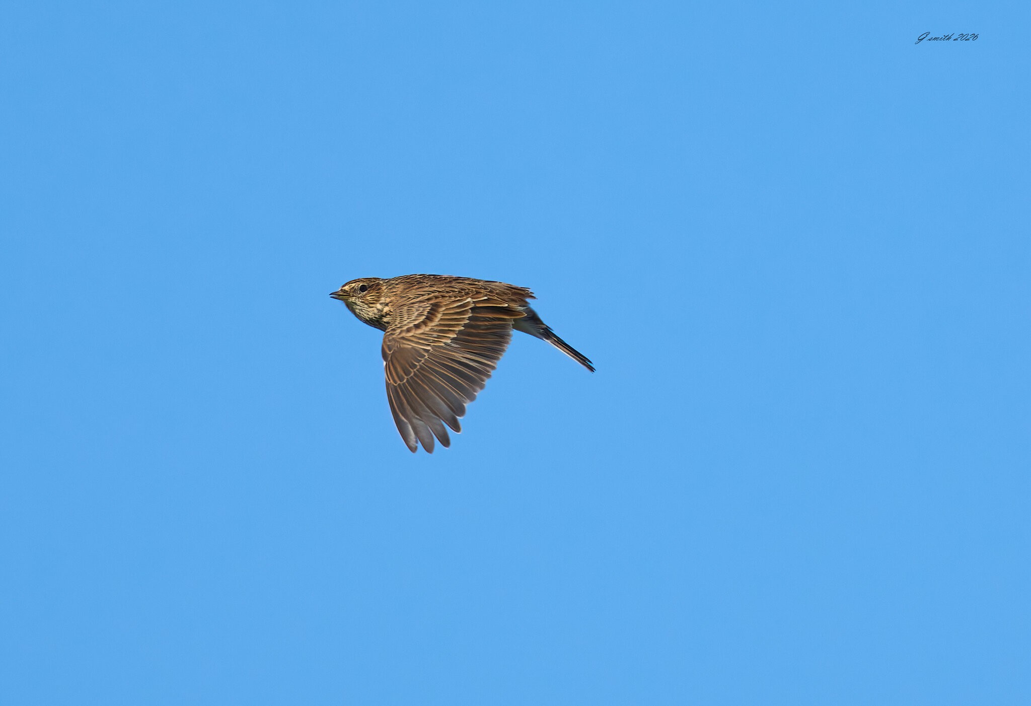 skylark 2026 28.jpg
