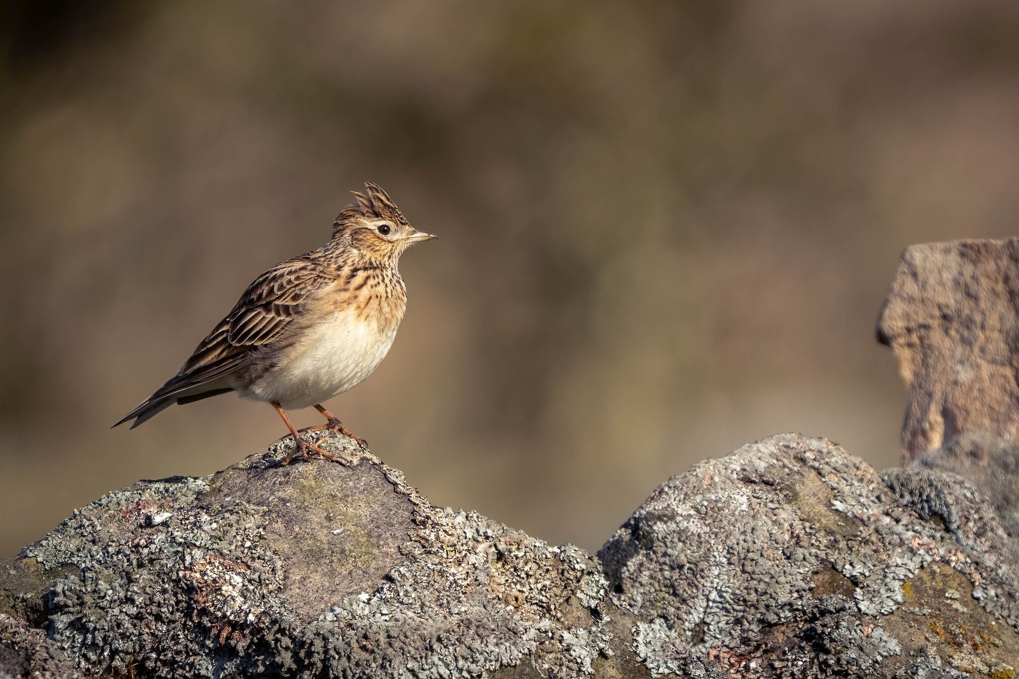 Skylark
