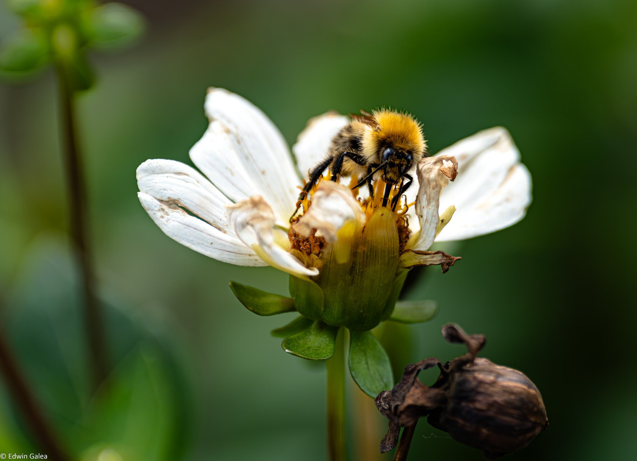 slim pickings for bees-1.jpg