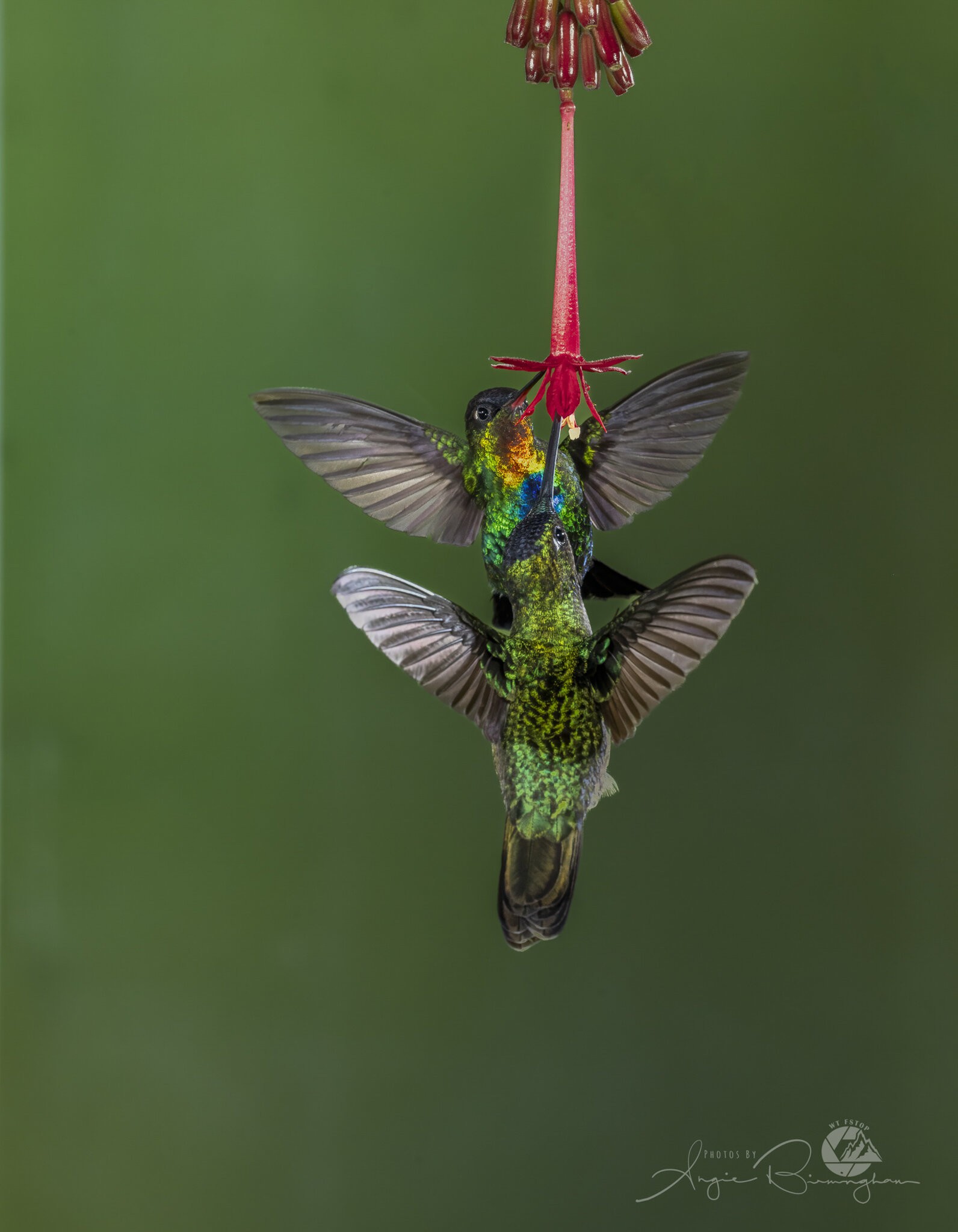 SM  2 hummingbirds.jpg
