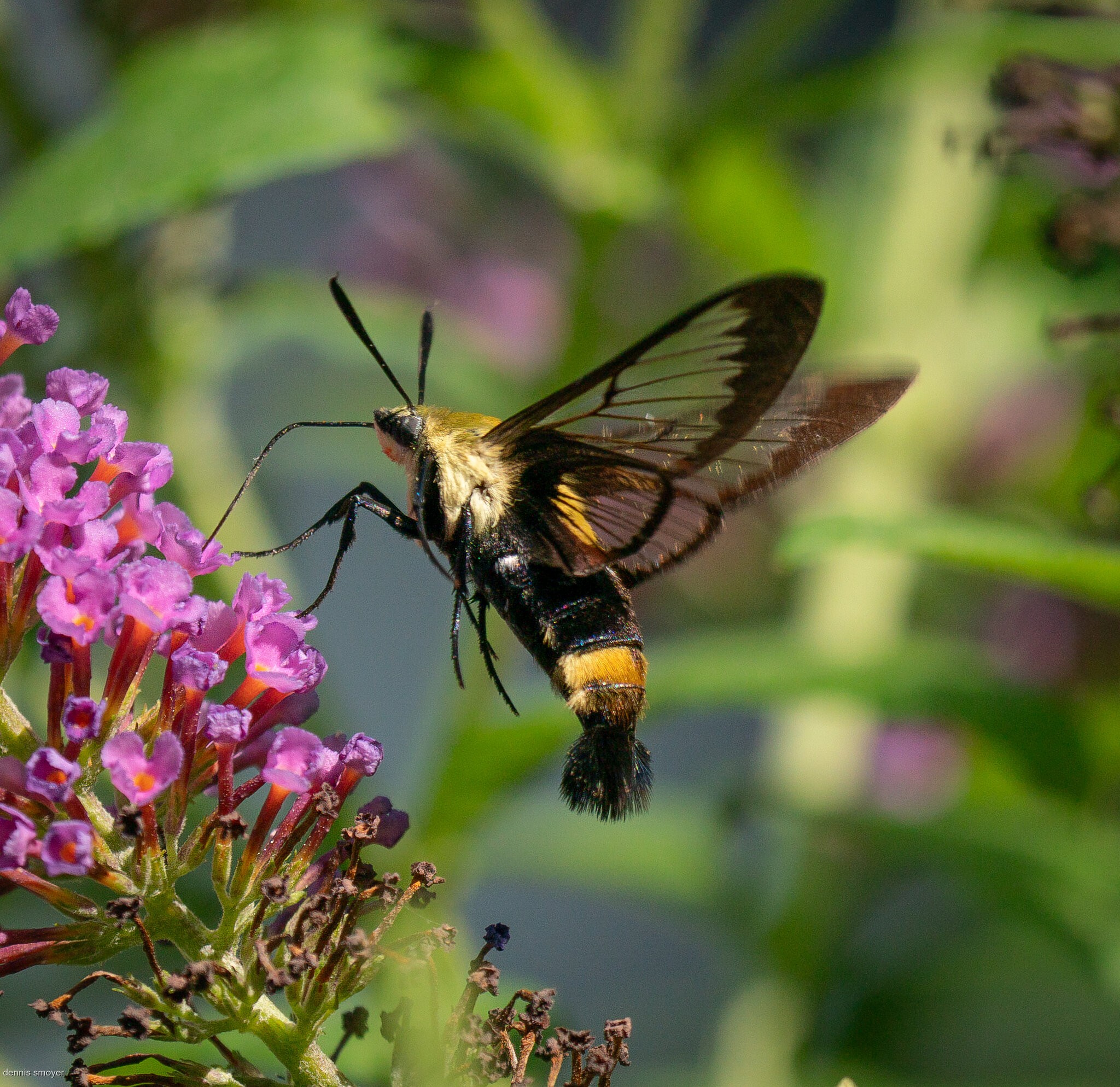 Snowberry Clearwing Sphinx Moth