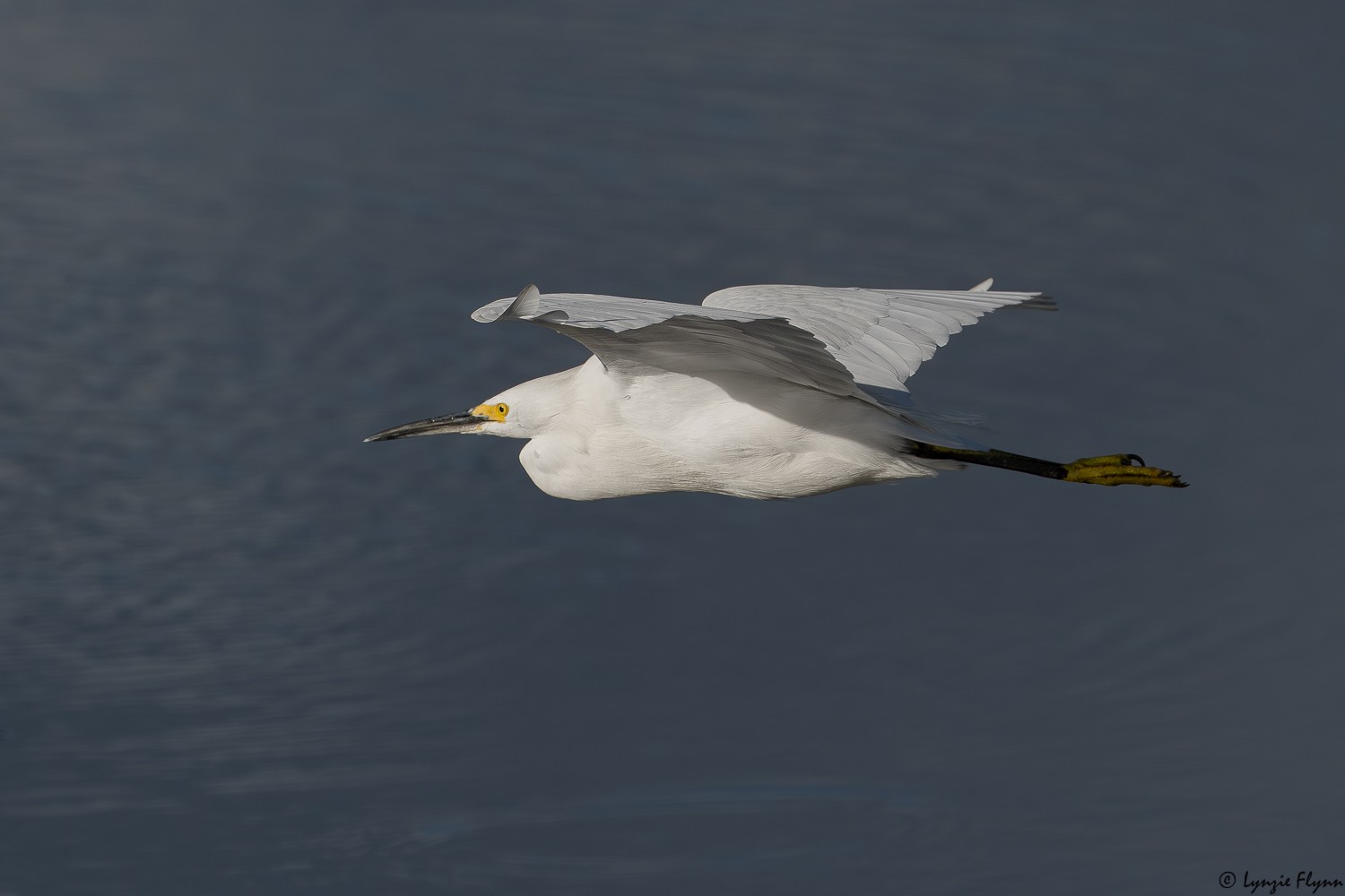Snowy Egret 3303.jpg