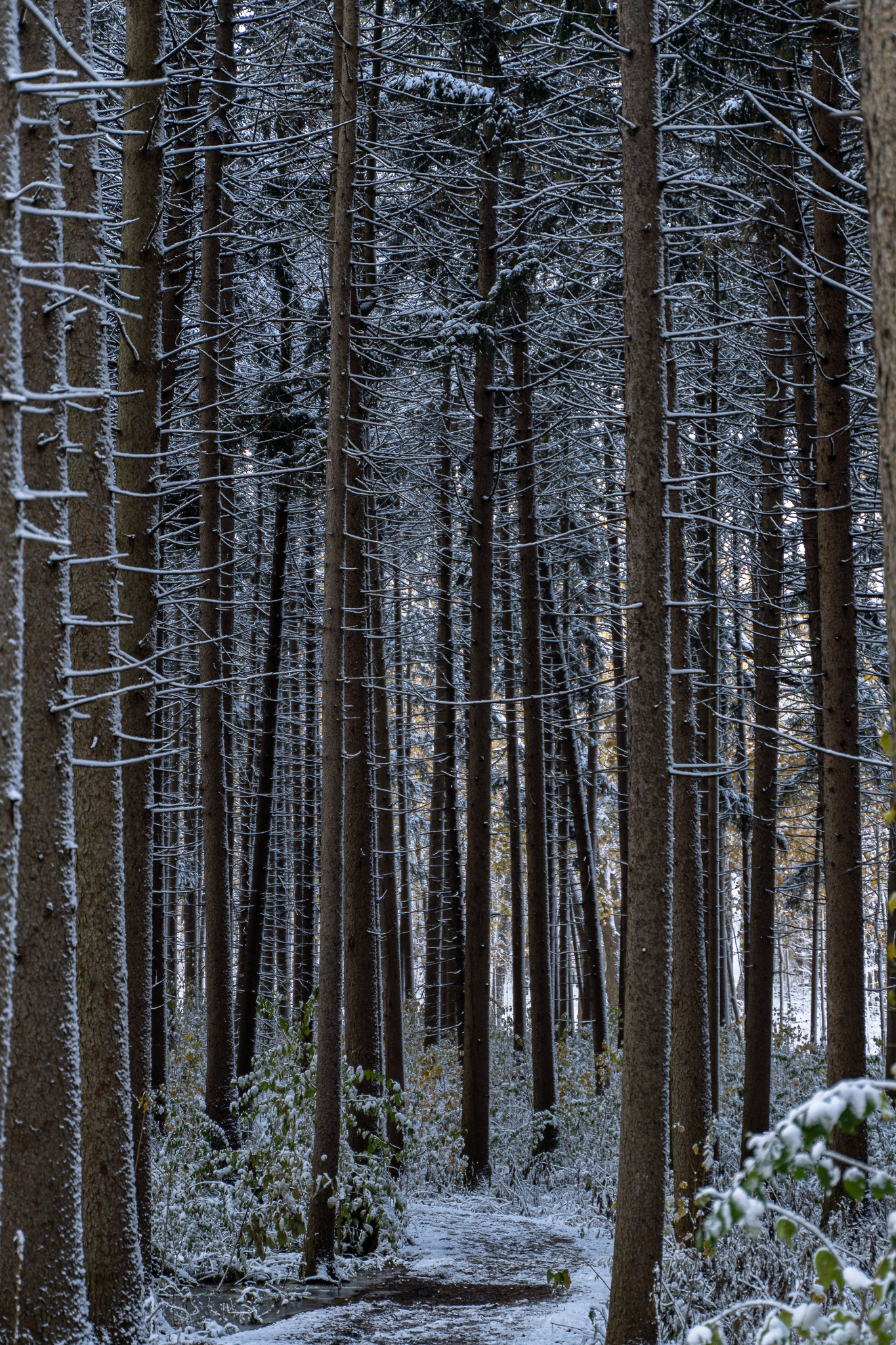 Snowy spruce plot path