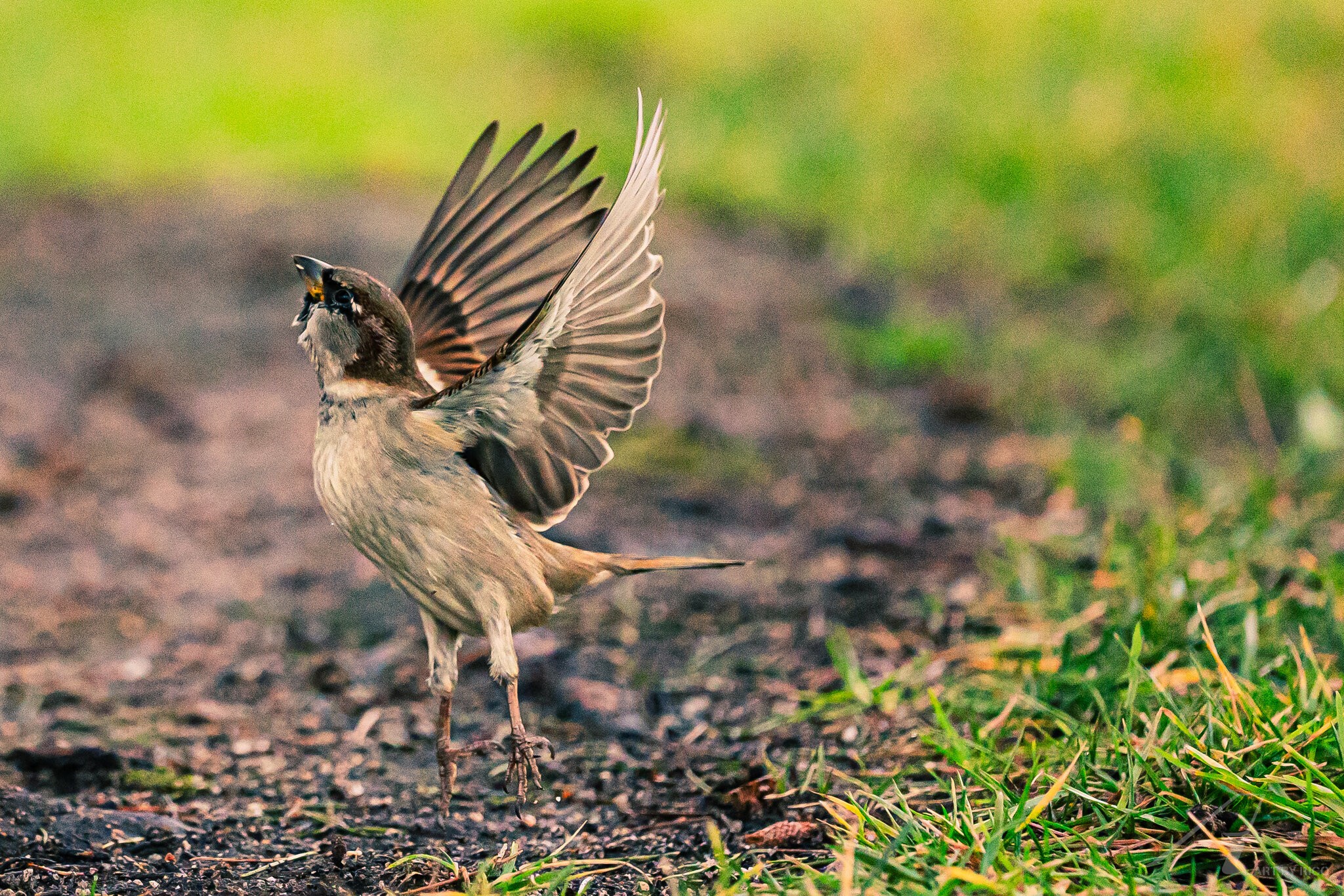 SONY A7IV now tracks birds with Sigma Sports lenses after updating to firmware 6.01.