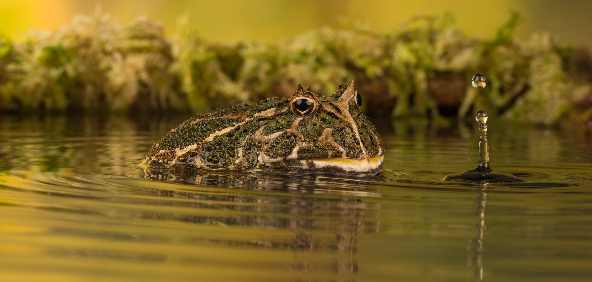 South American Horned Frog (2).jpg