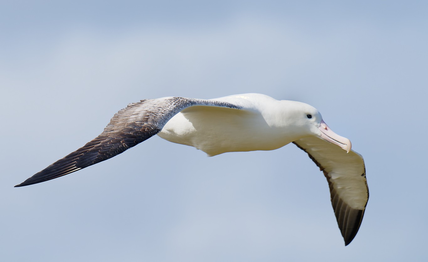 Southern Royal Albatross IF 2 Enderby 1365.jpg