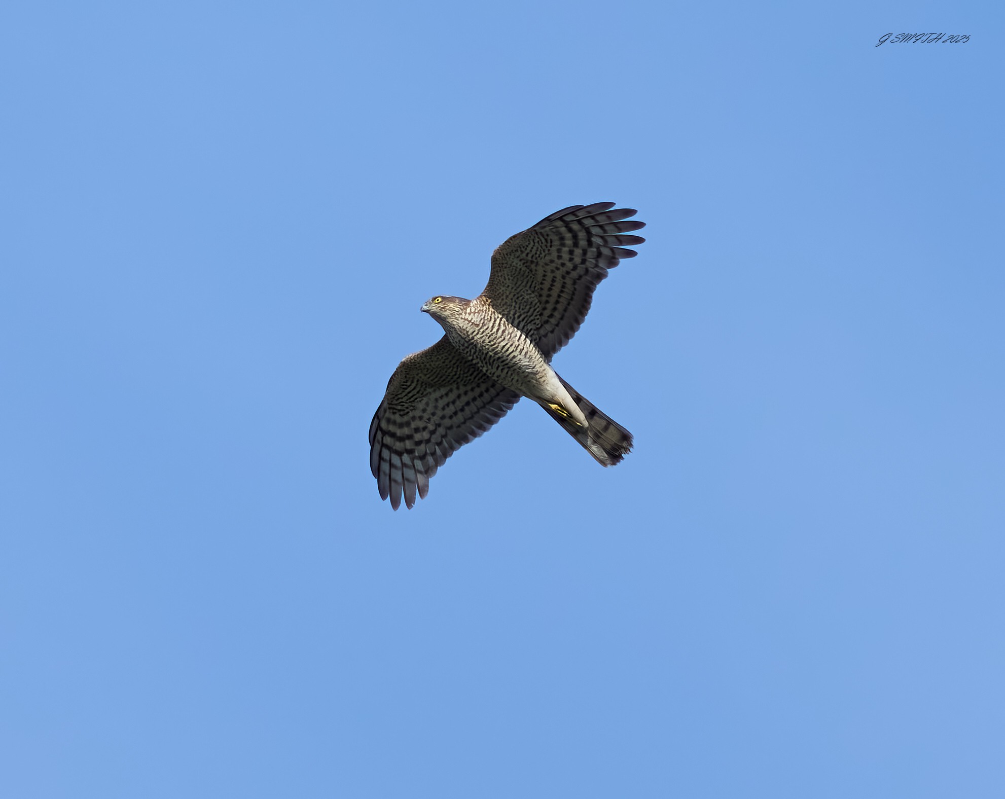 sparrow hawk 2025_6.jpg