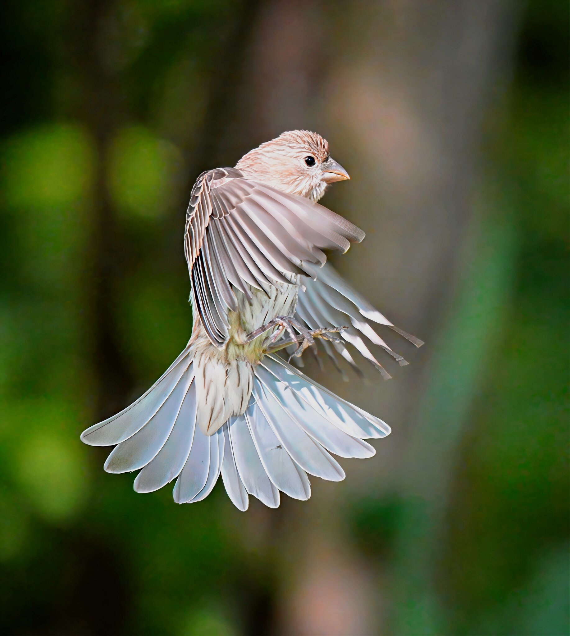 Sparrow.jpg