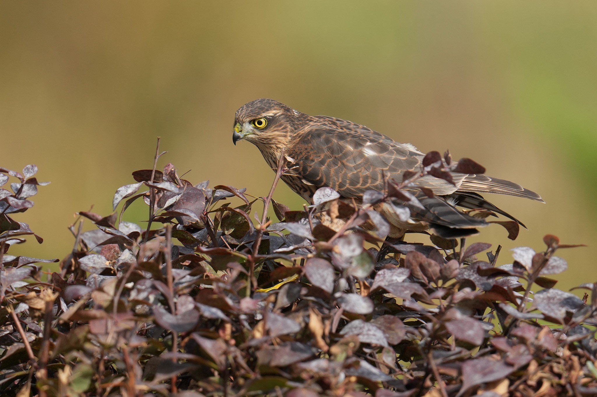 Sparrowhawk-DSC00529-H-2048px.jpg