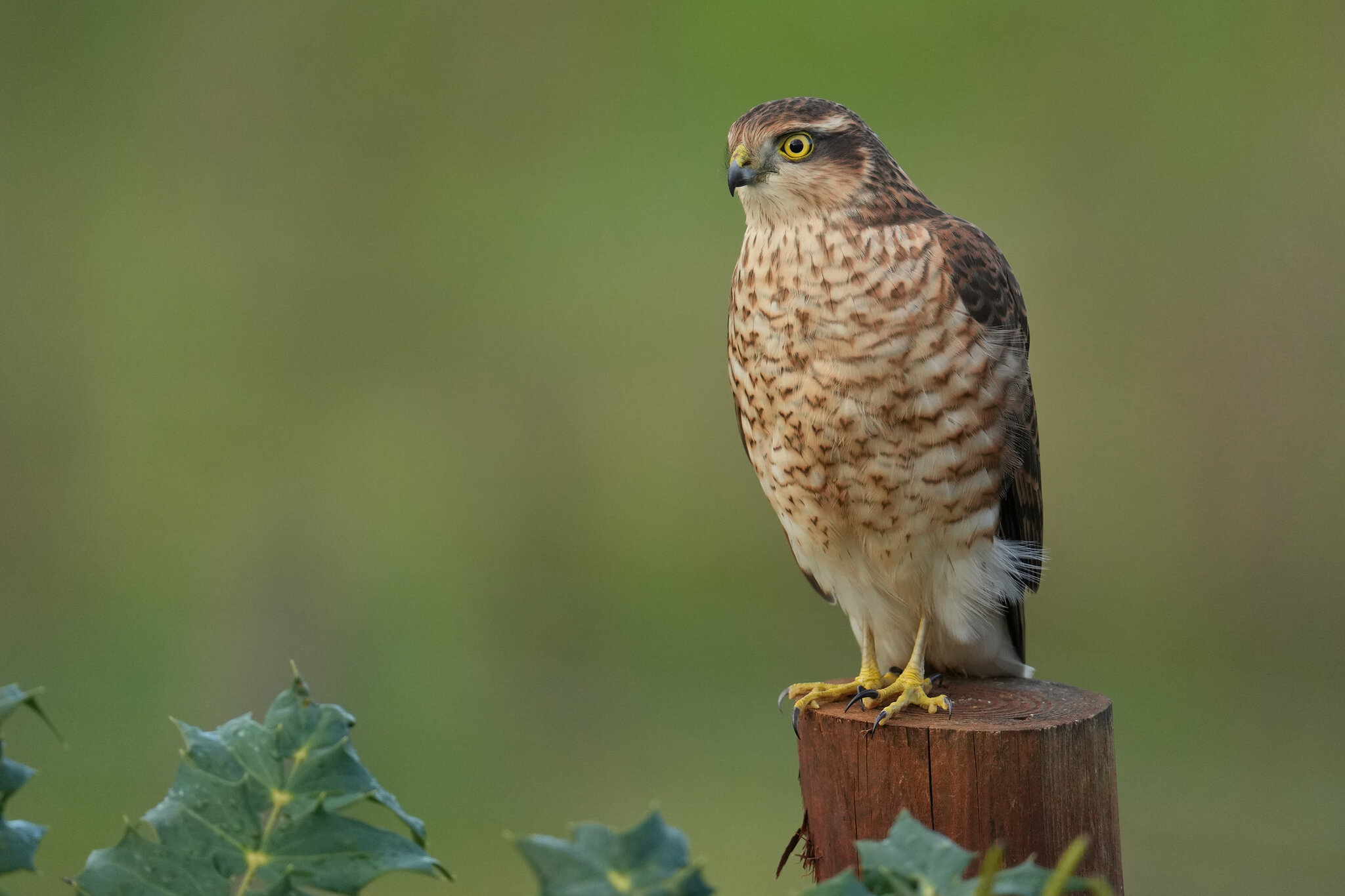 Sparrowhawk-DSC00999-3000px.jpg