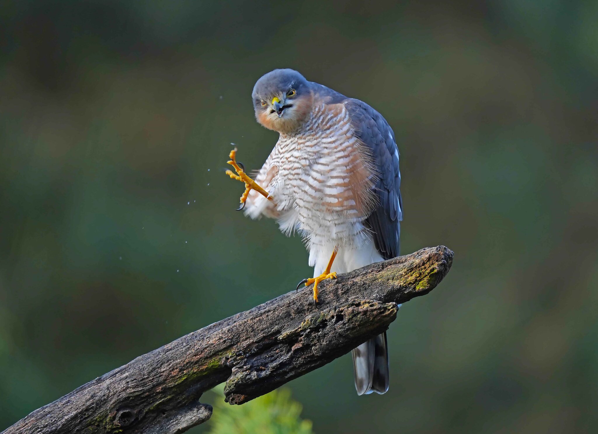 Sparrowhawk.jpg