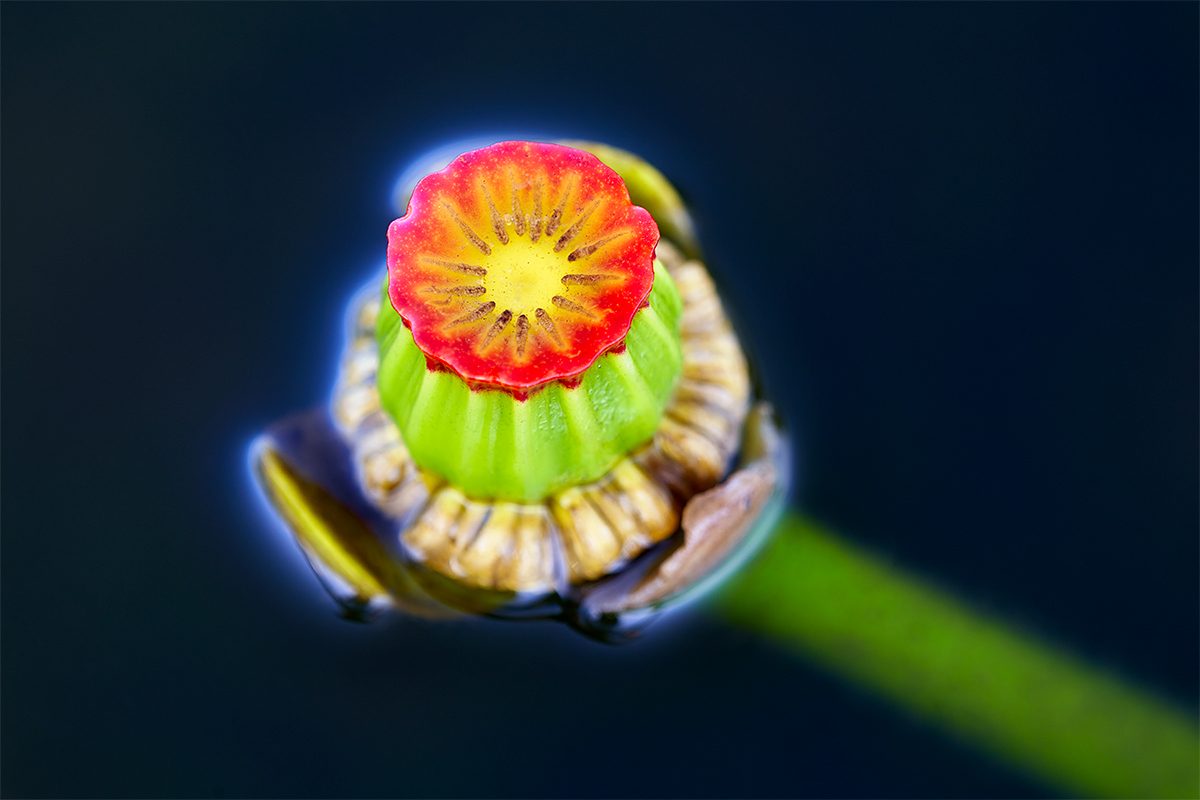 Spatterdock-Flower-BLUER-_7R45304-Indian-Lake-Estates----FL-1.jpg