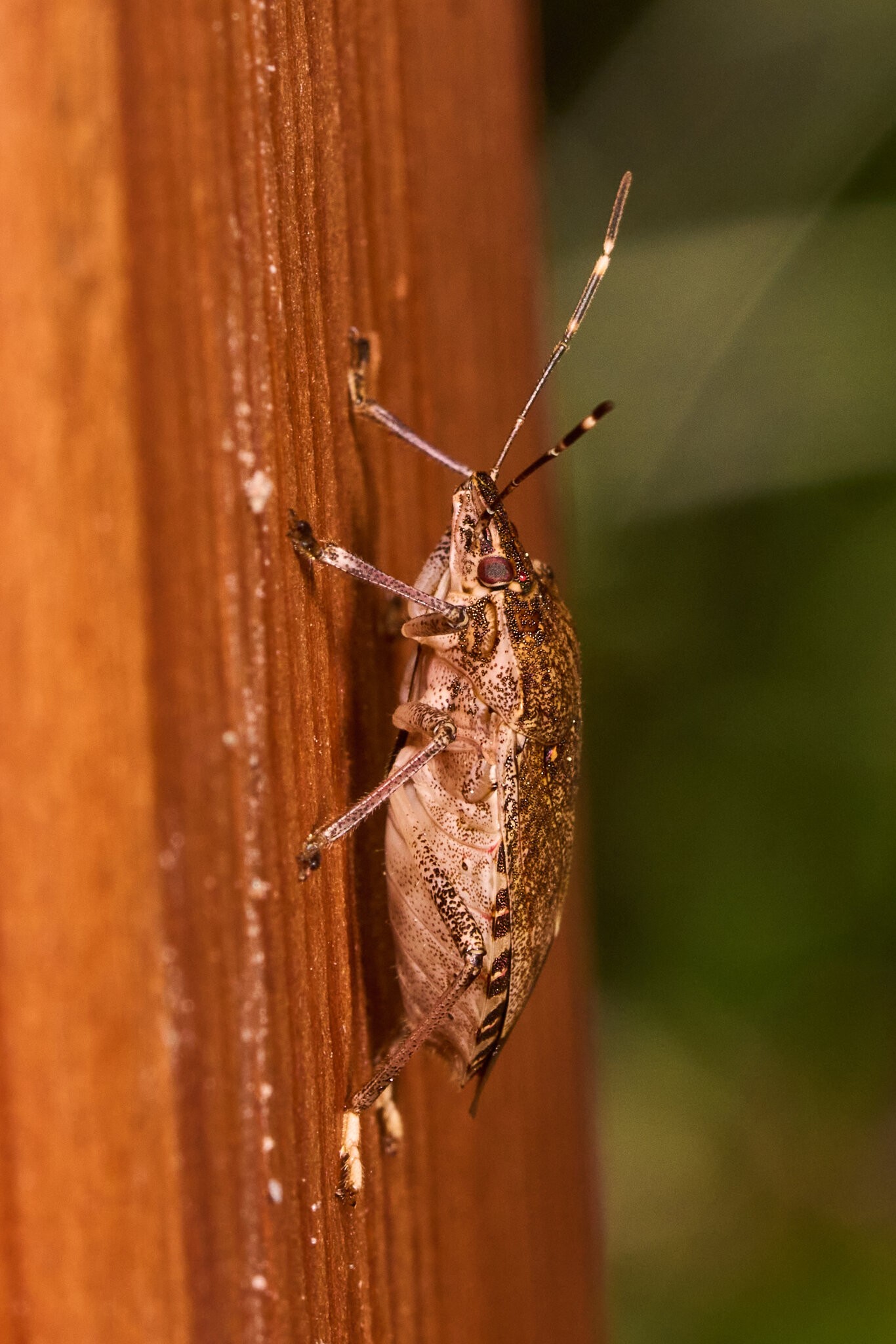 Spined Soldier Bug - Tyler Arboretum - 101042025 - 01.jpg