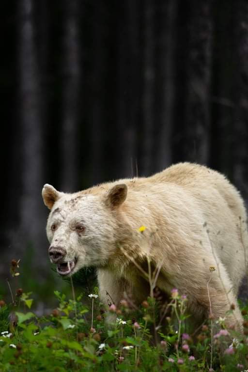 Spirit bear