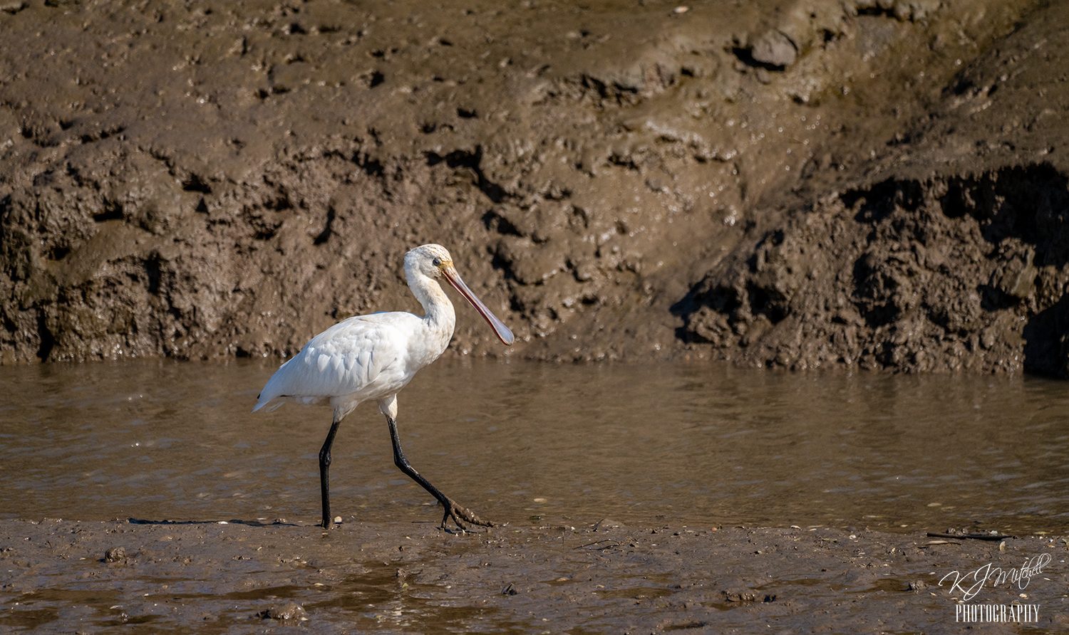 Spoonbill