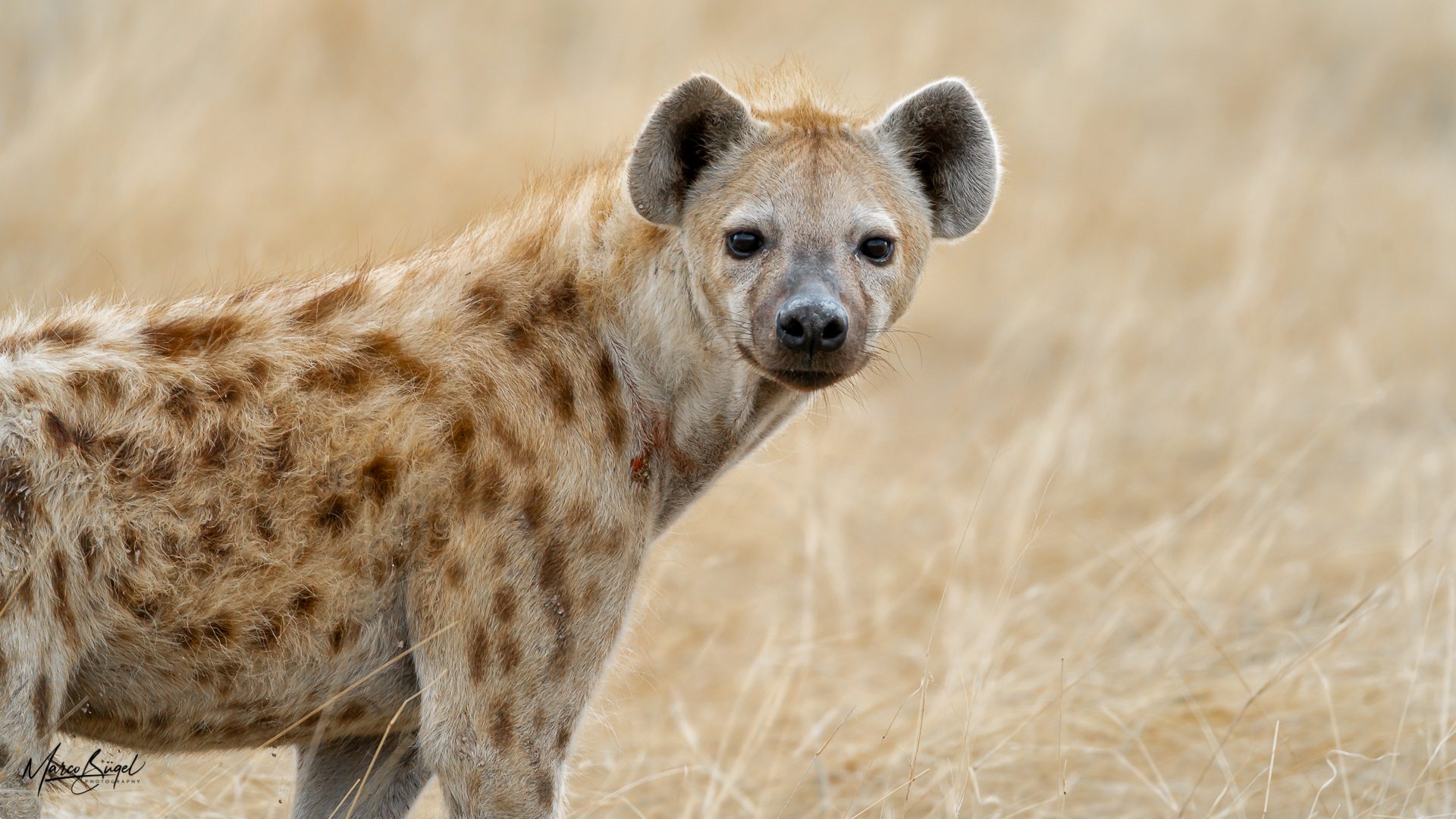 Spotted Hyena 0677.jpg