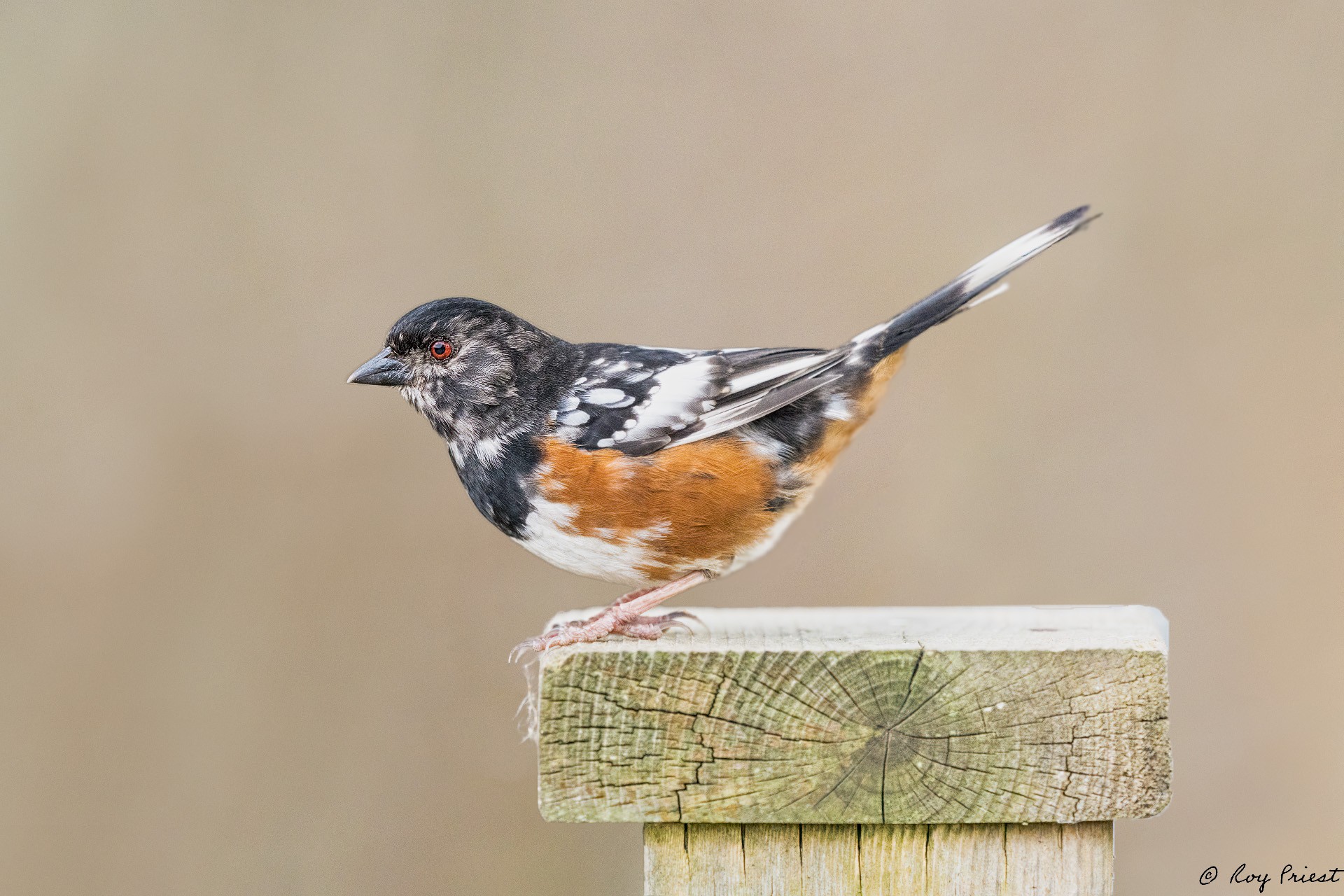 Spotted Towhee_RP29210--Edit.jpg