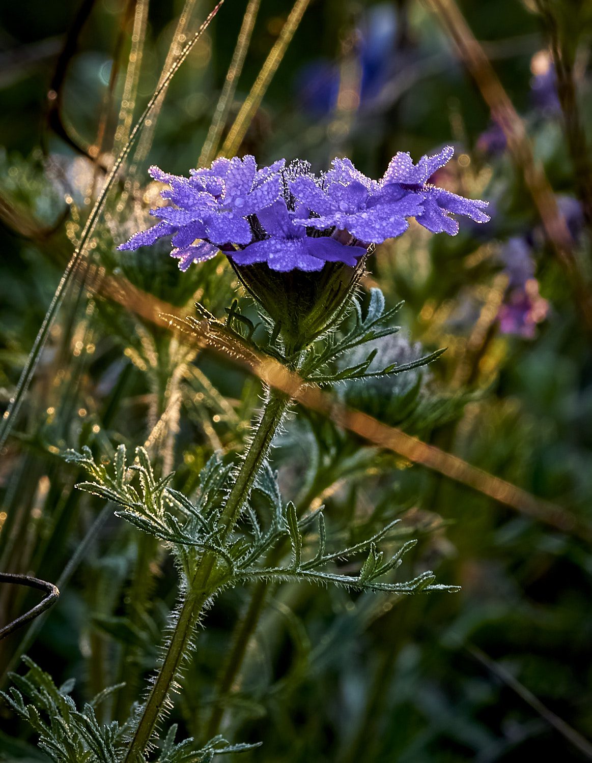 Spring Flower