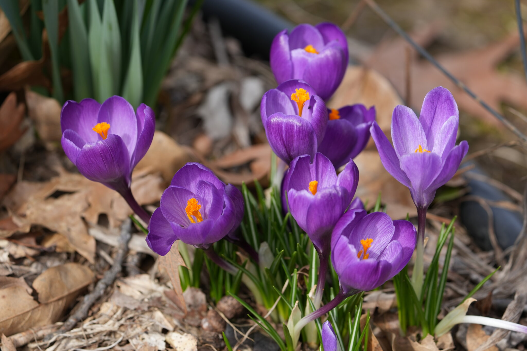 Spring flowers