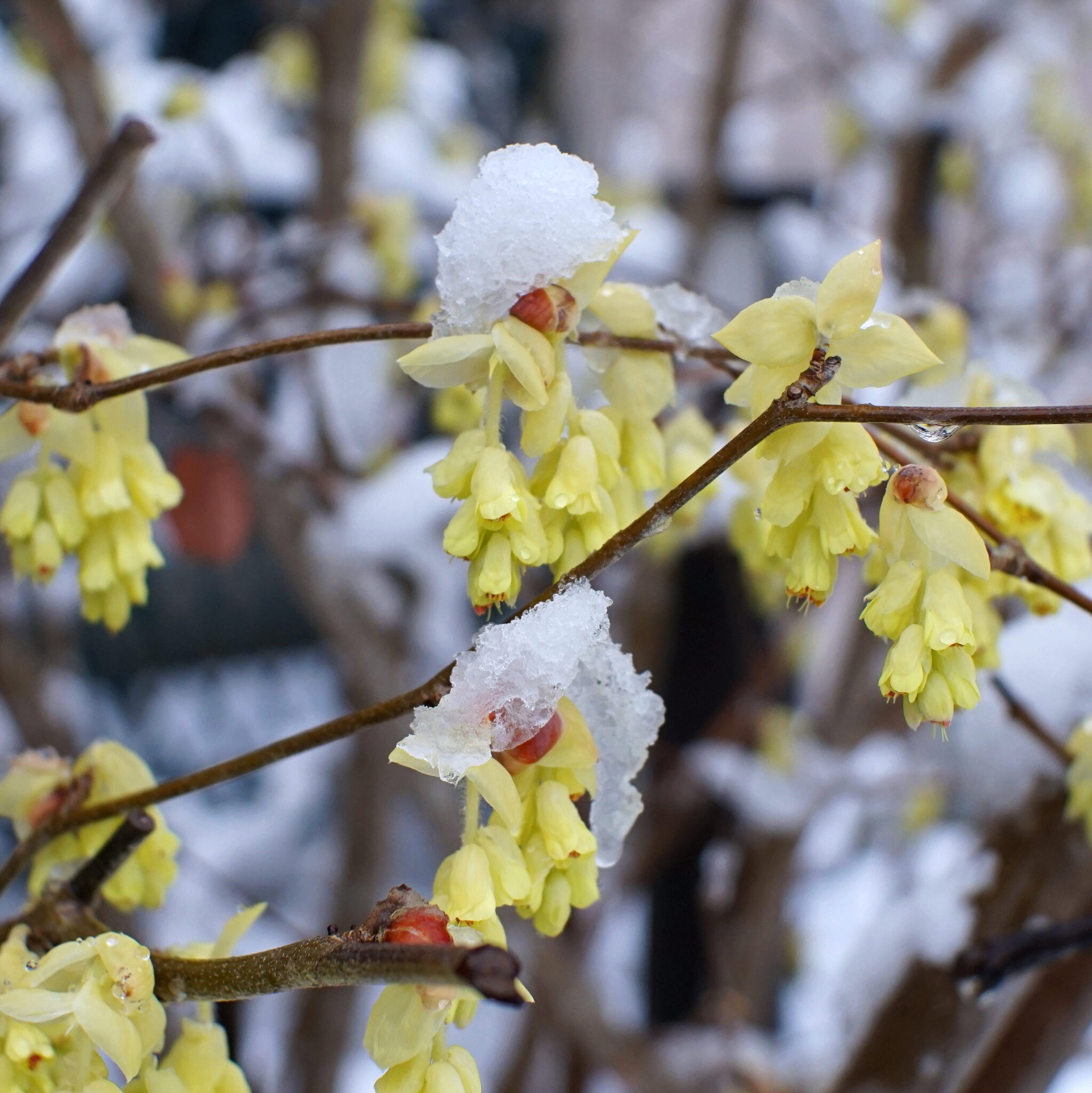 Spring snow