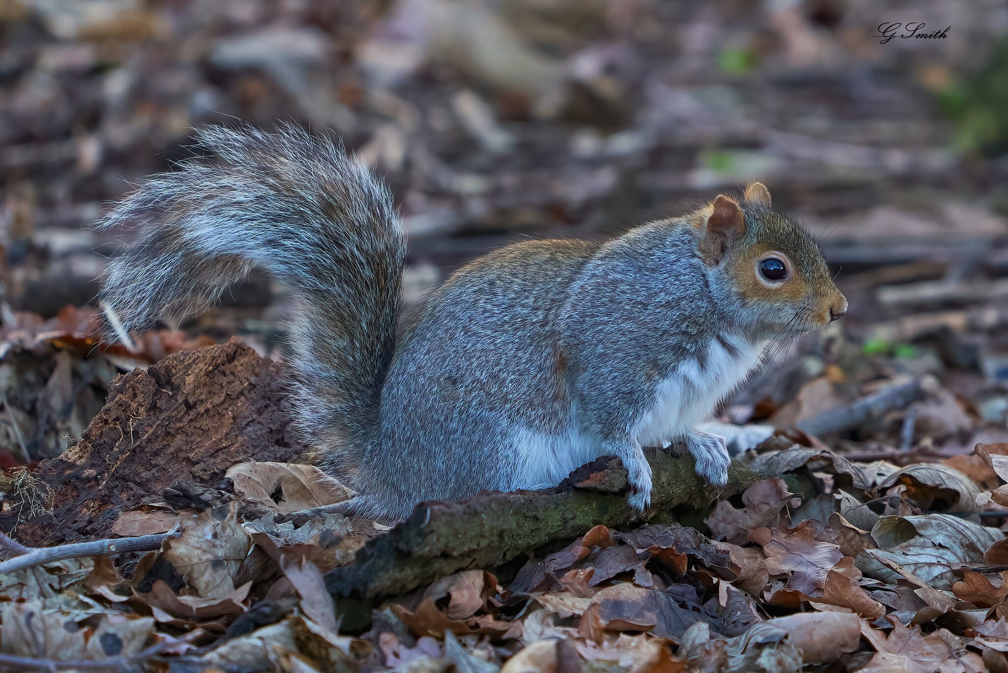 squirrel 2020.jpg