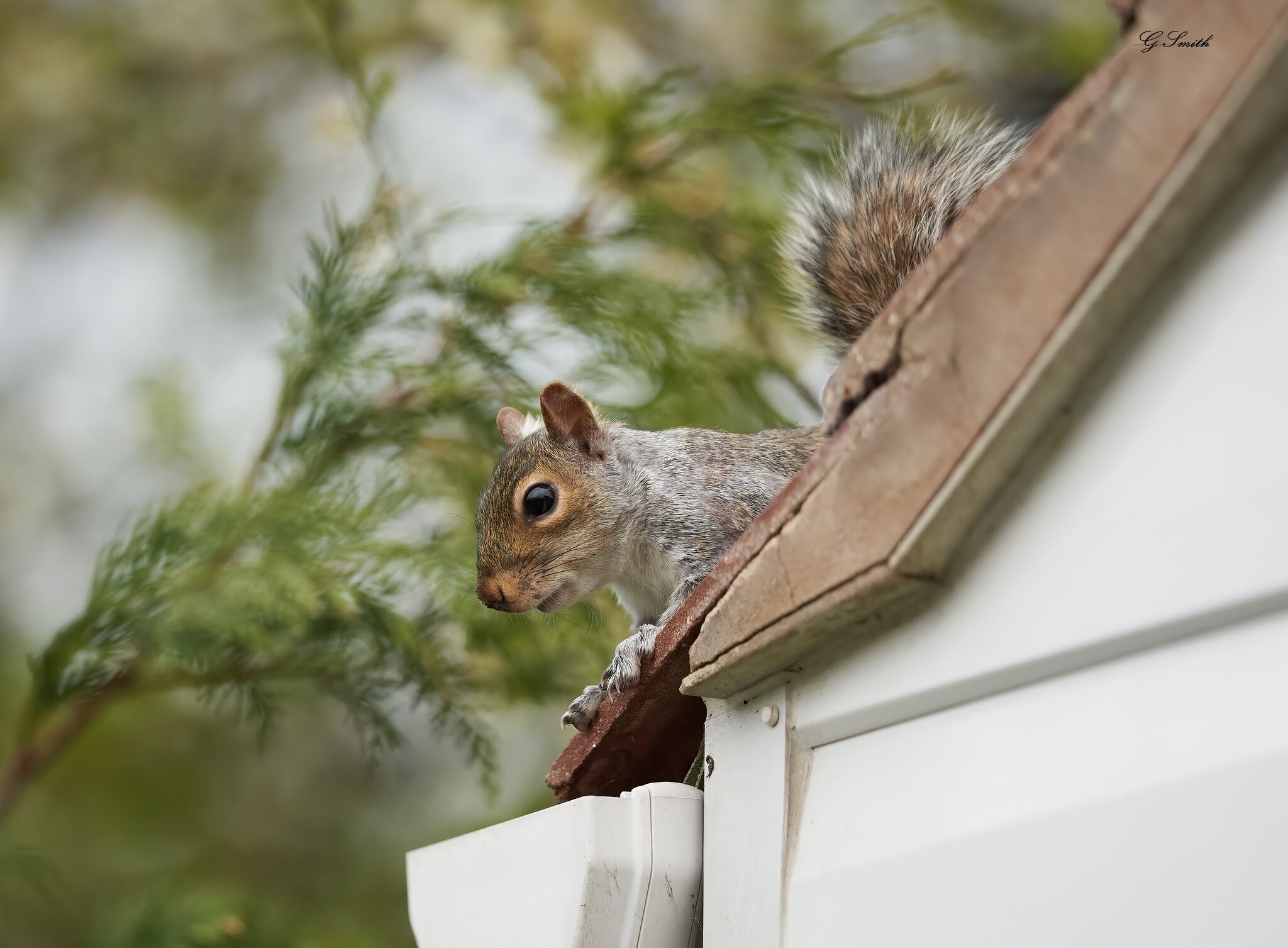 squirrel 2022 25.jpg
