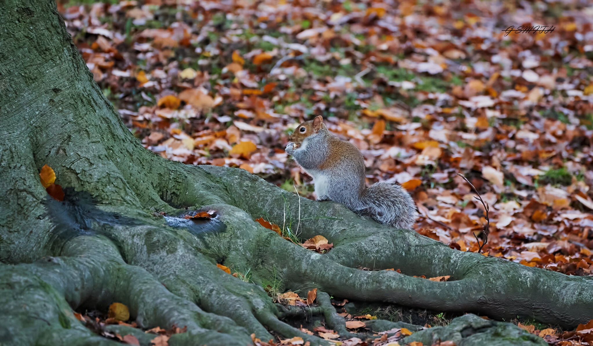 squirrel 2022 39.jpg