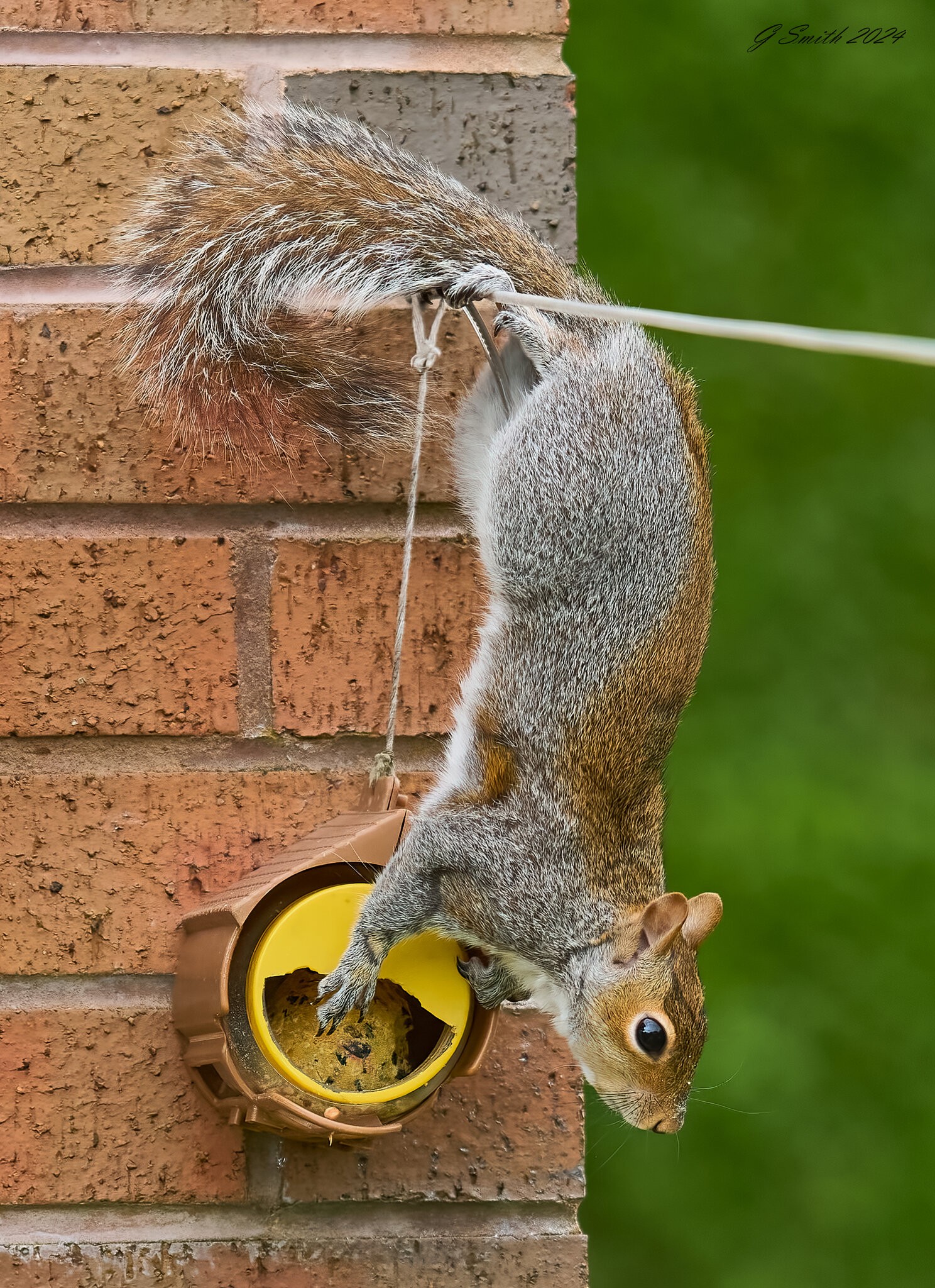 squirrel 2024 6.jpg