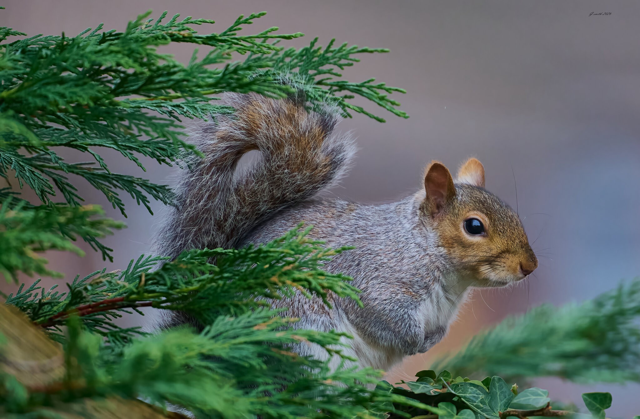 squirrel 2026_3.jpg