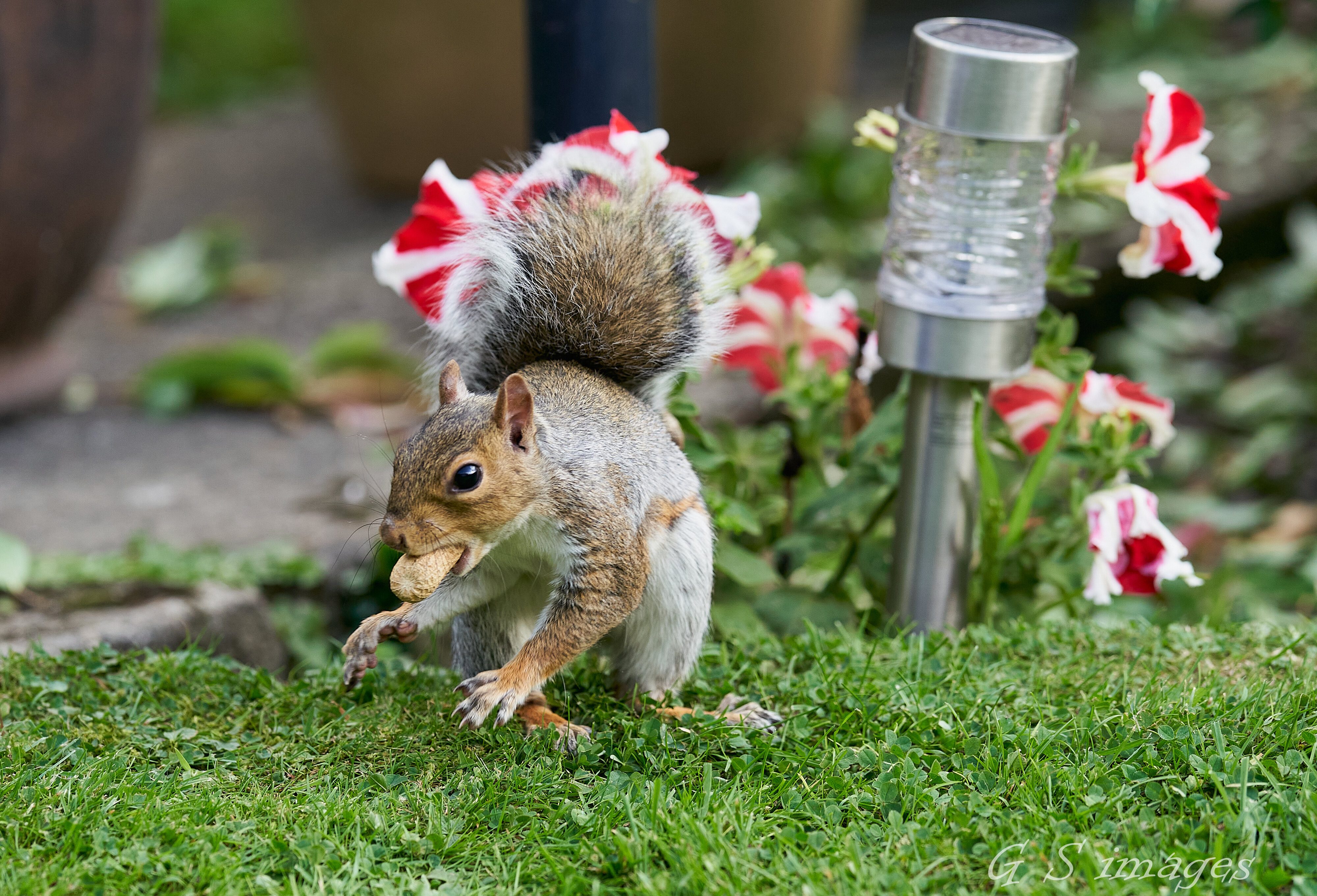 squirrel a9 300 2.8 g.jpg