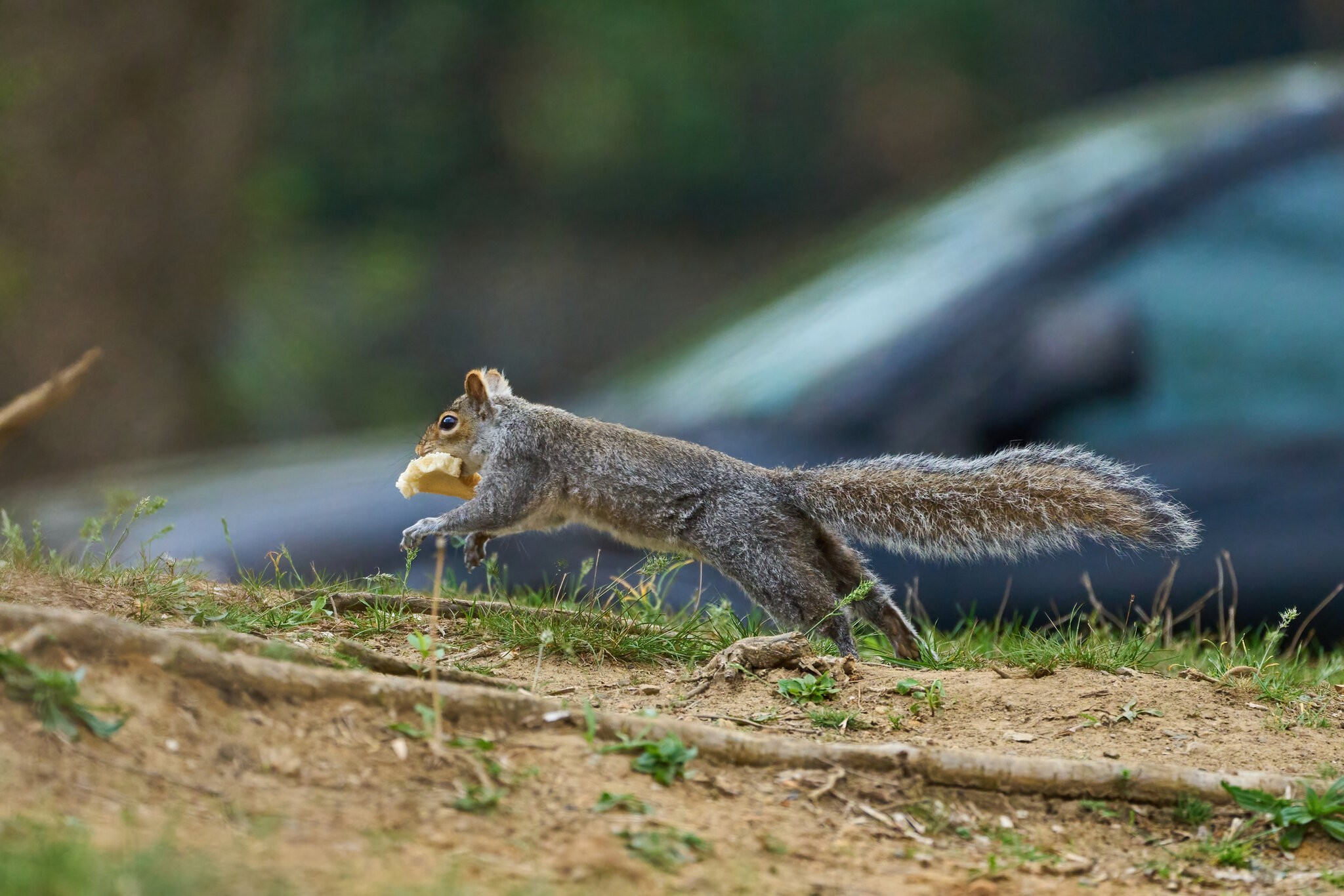 Squirrel - Brandywine - 04152023 - 02-DN.jpg