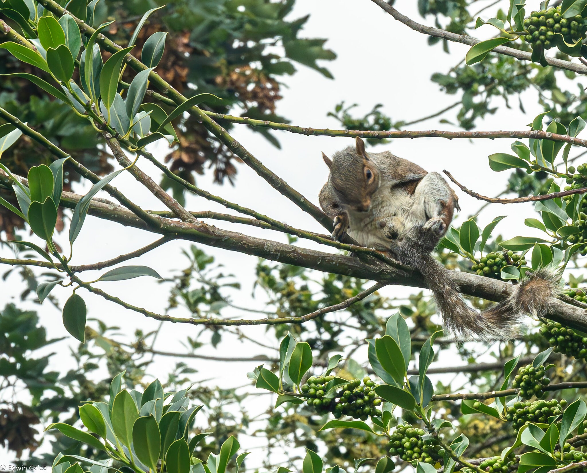 squirrel_exposing-2.jpg