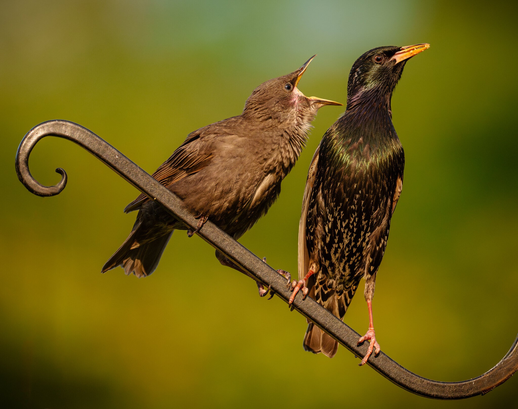 Starling (1 of 1).jpg