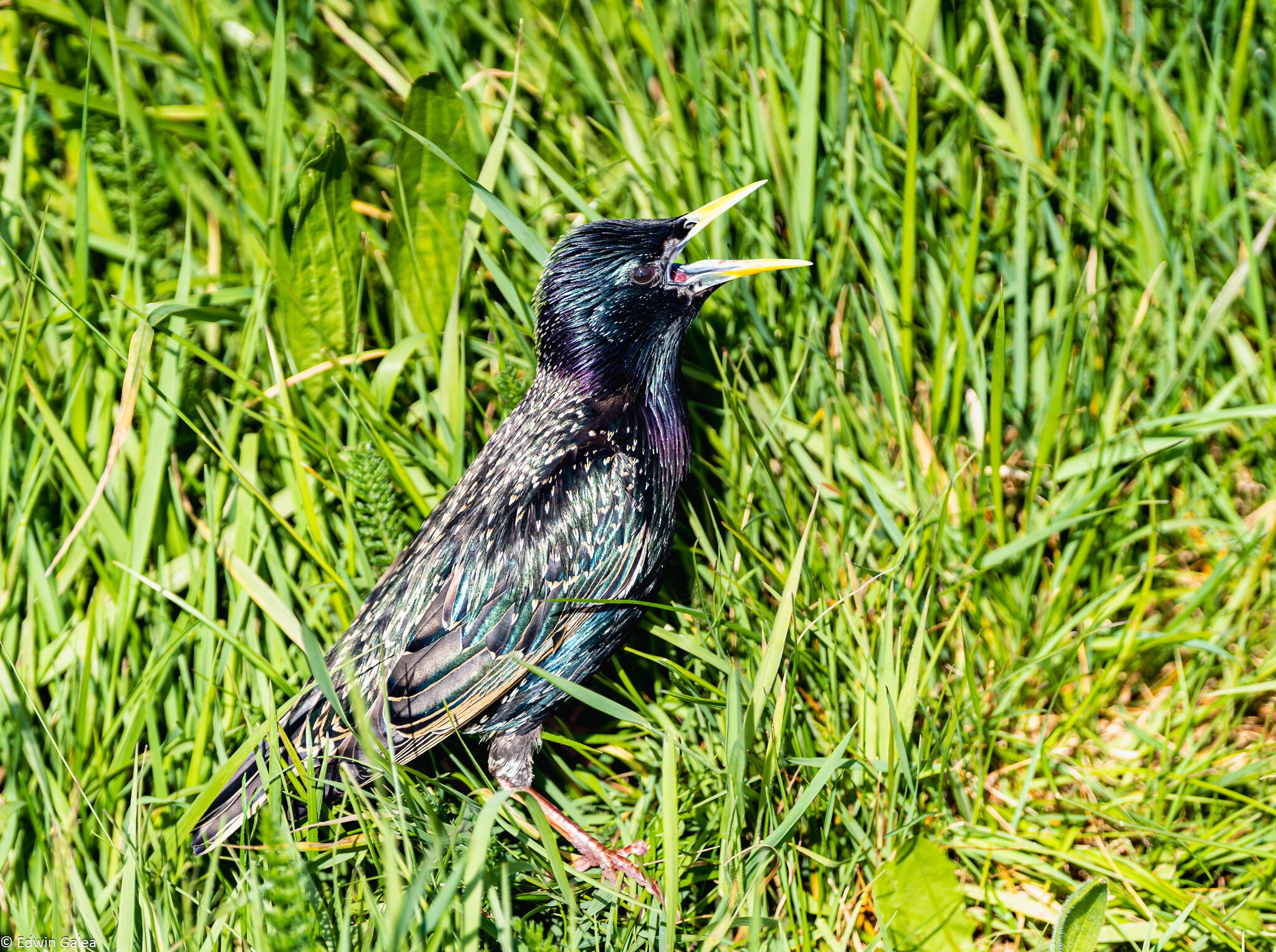 starling-2.jpg