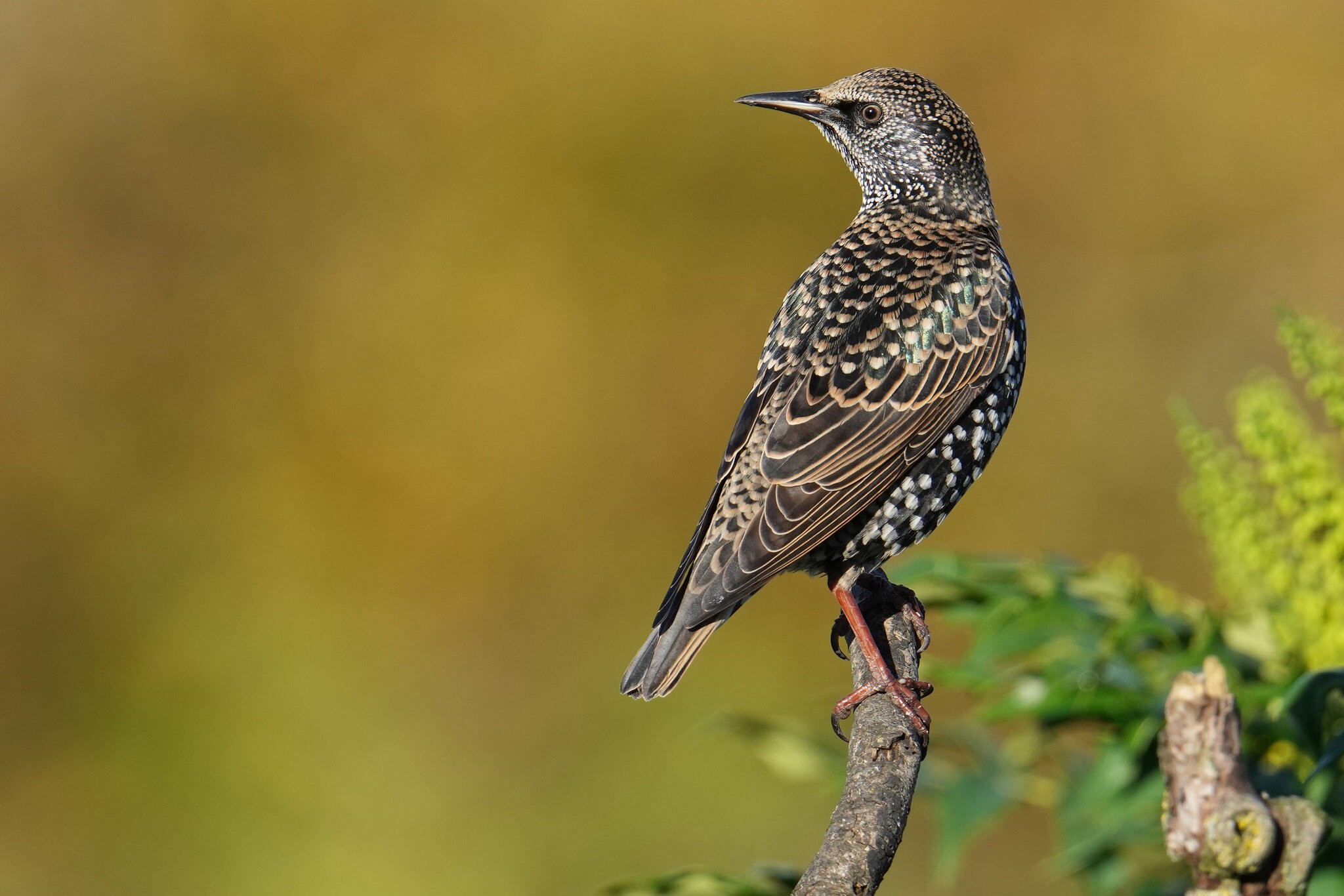 Starling-DSC01280-3000px.jpg