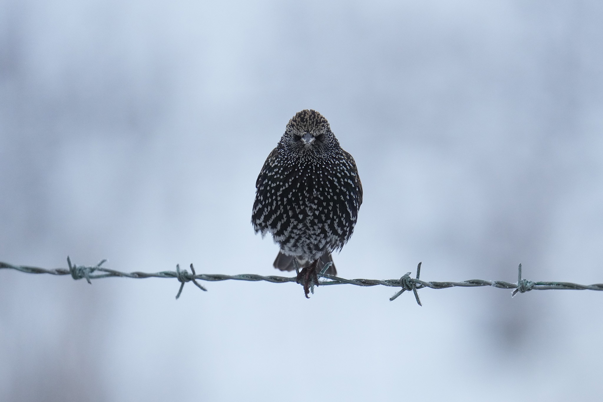 Starling-DSC08005-2048px.jpg