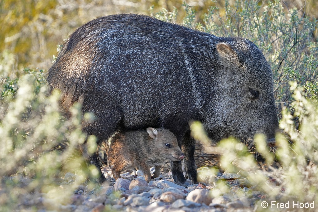 Starr Pass javelinas S5770.JPG