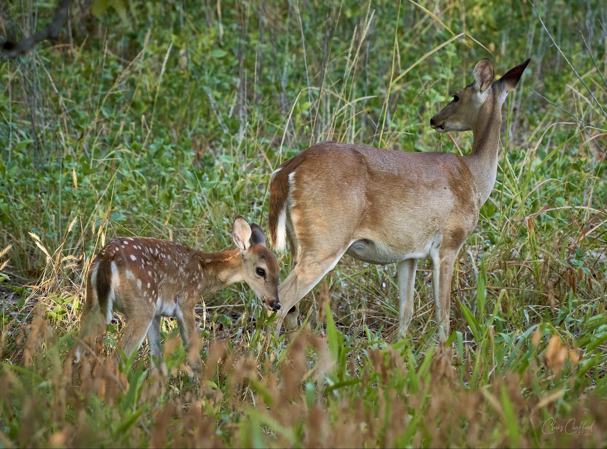 Stay close to mother