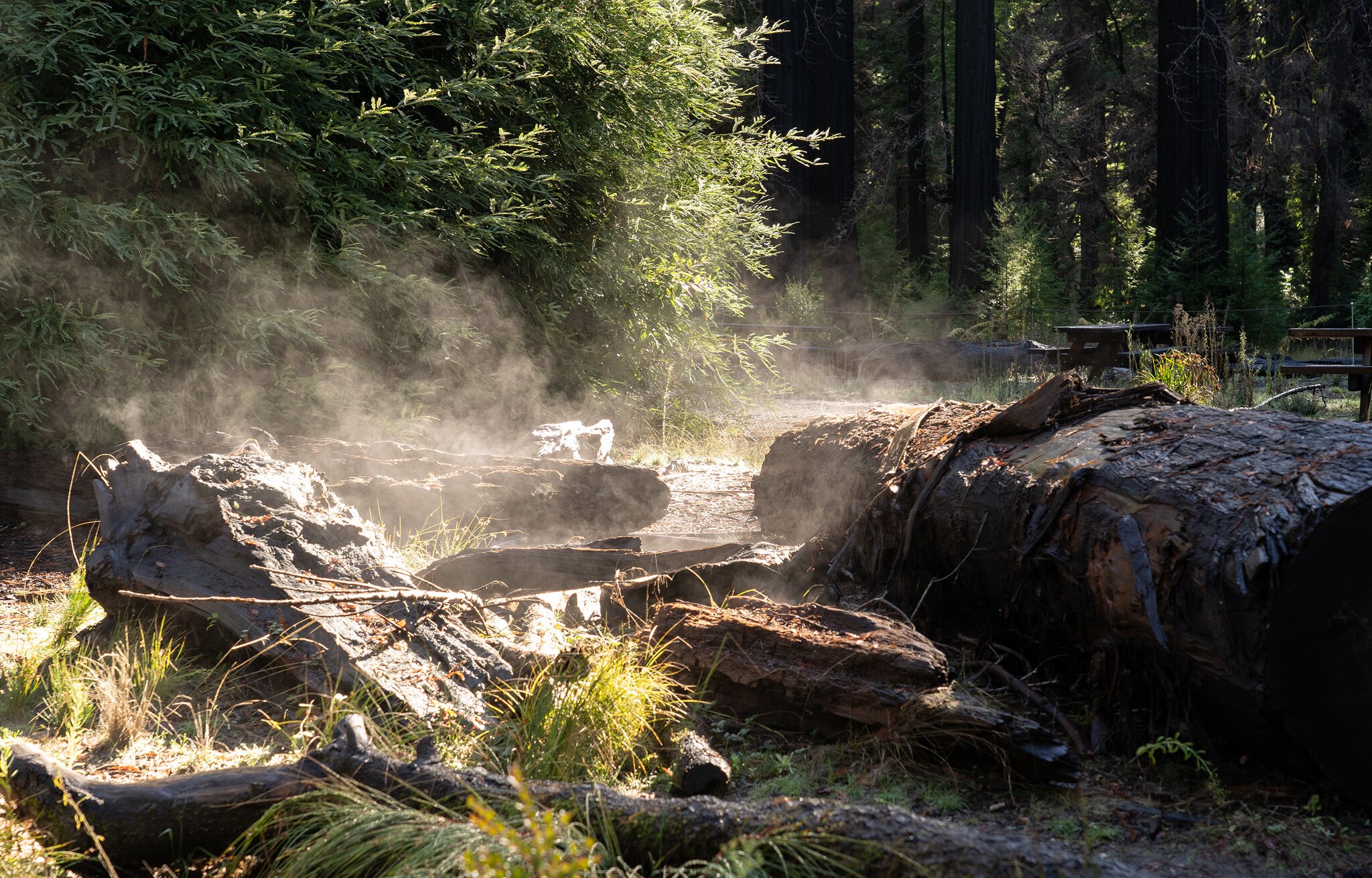 Steaming Logs
