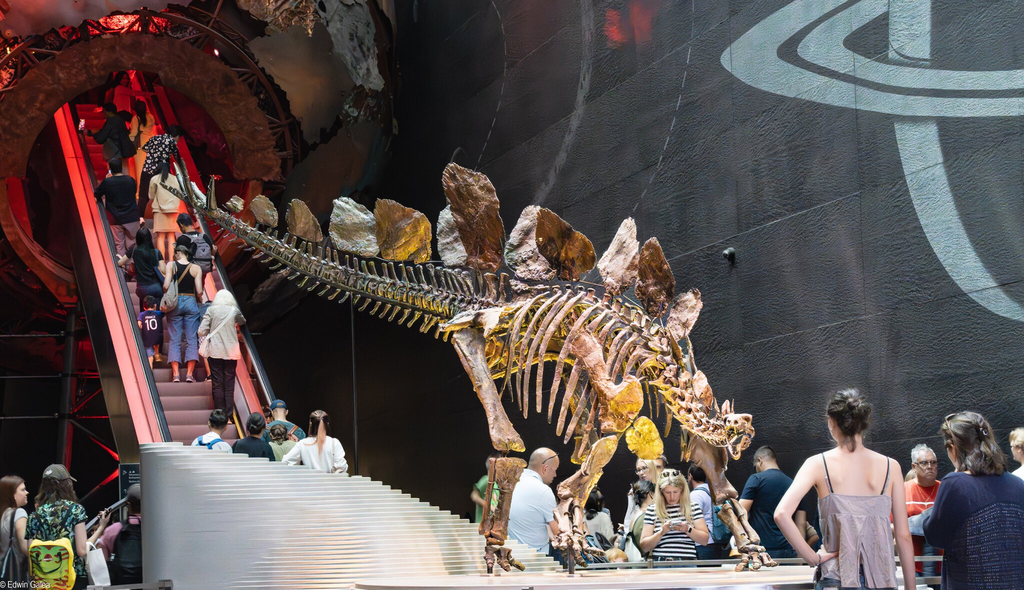 stegosaurus stenops-1.jpg