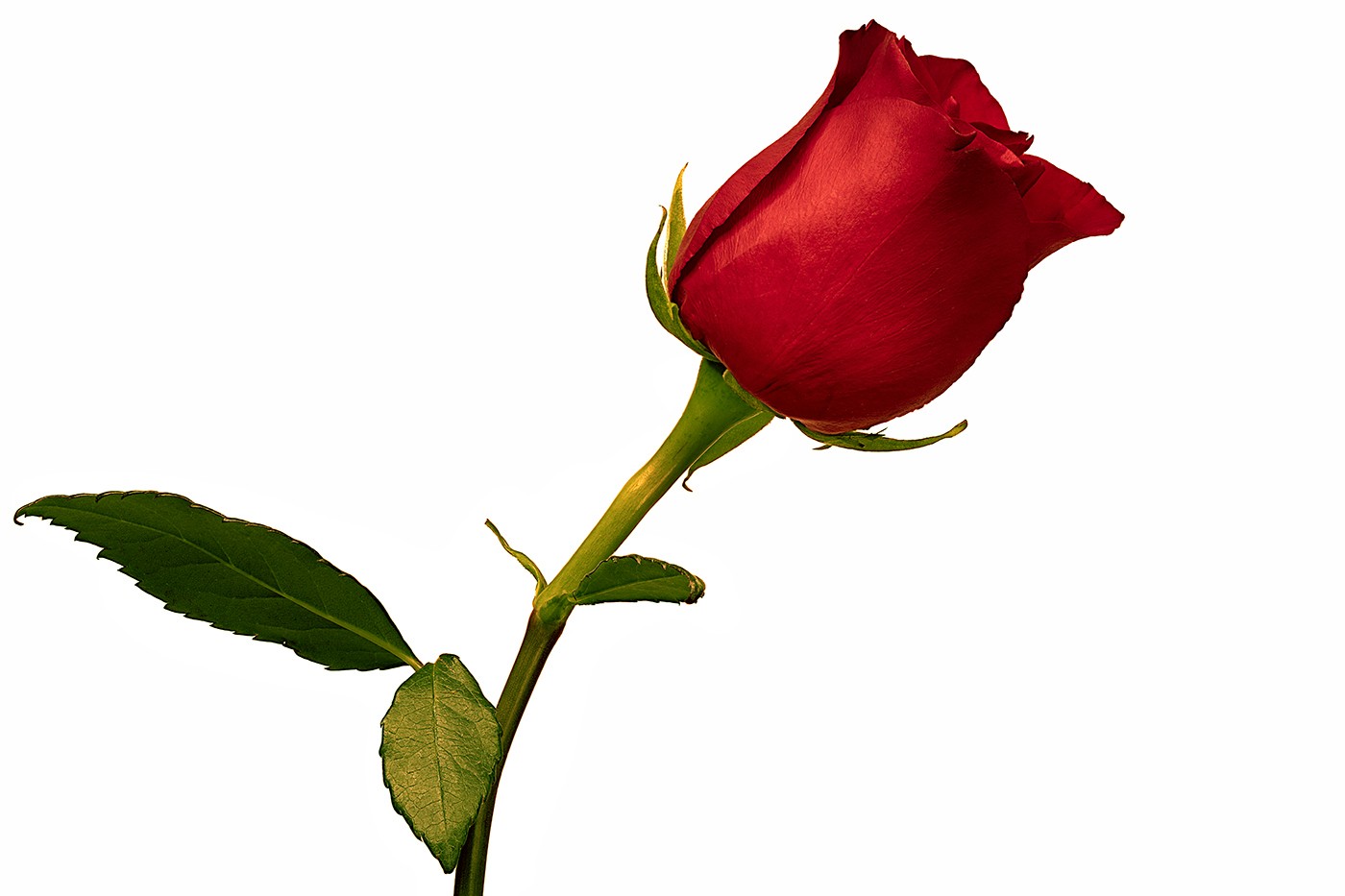 Stemmed Rose.jpg