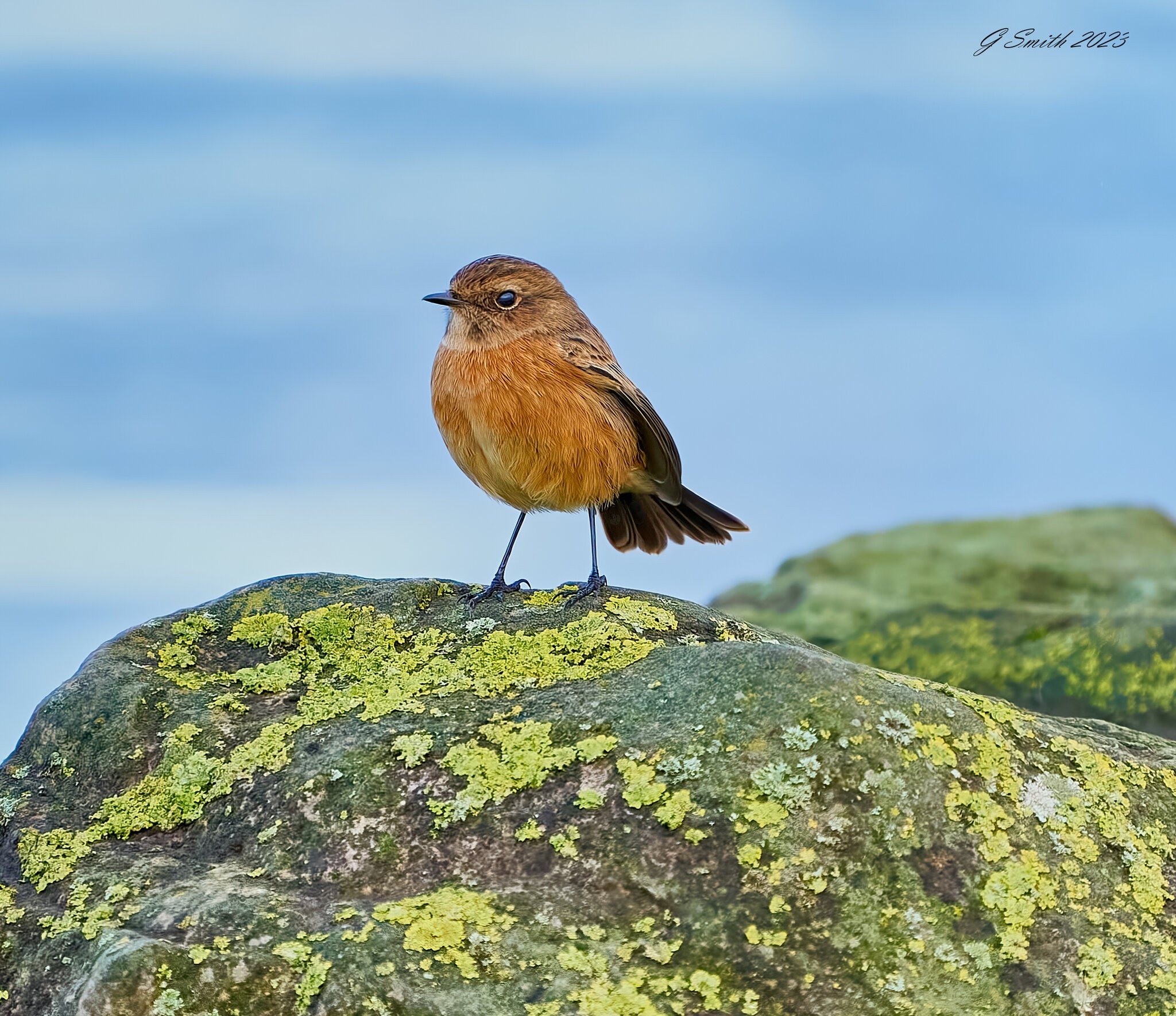 stonechat 2023 3.jpg