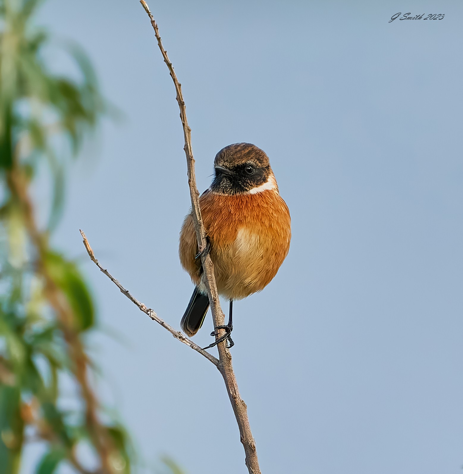 stonechat 2023 4.jpg